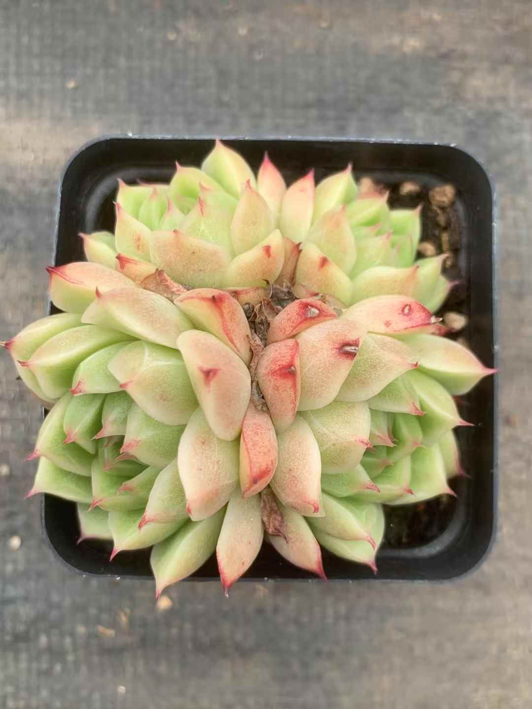 アガベチタノタシーザー lize産 大株 アガベ 観葉植物