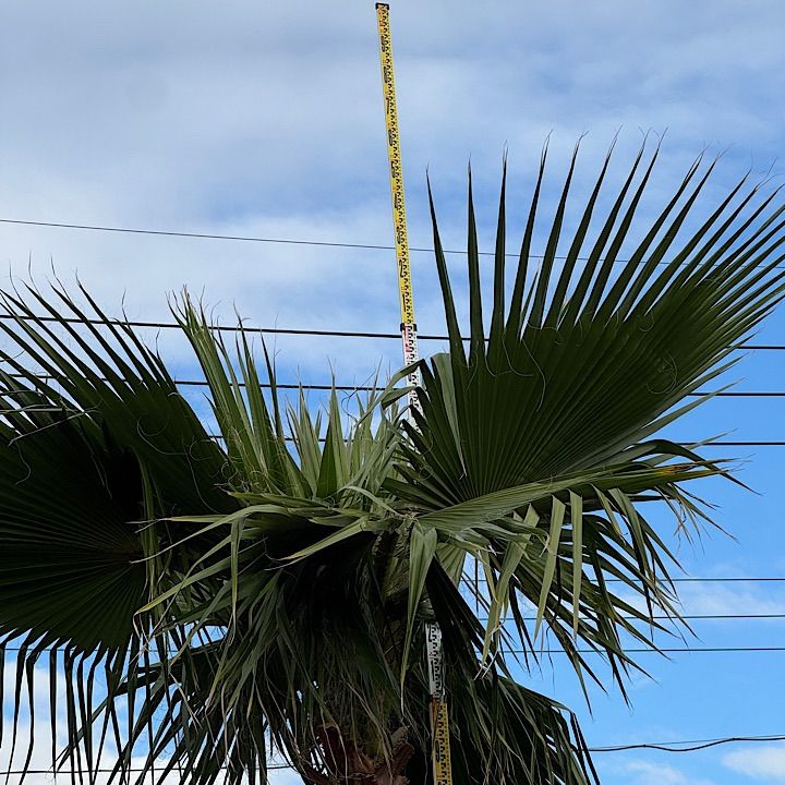 幹太】4.3m ワシントンヤシ - メルカリ