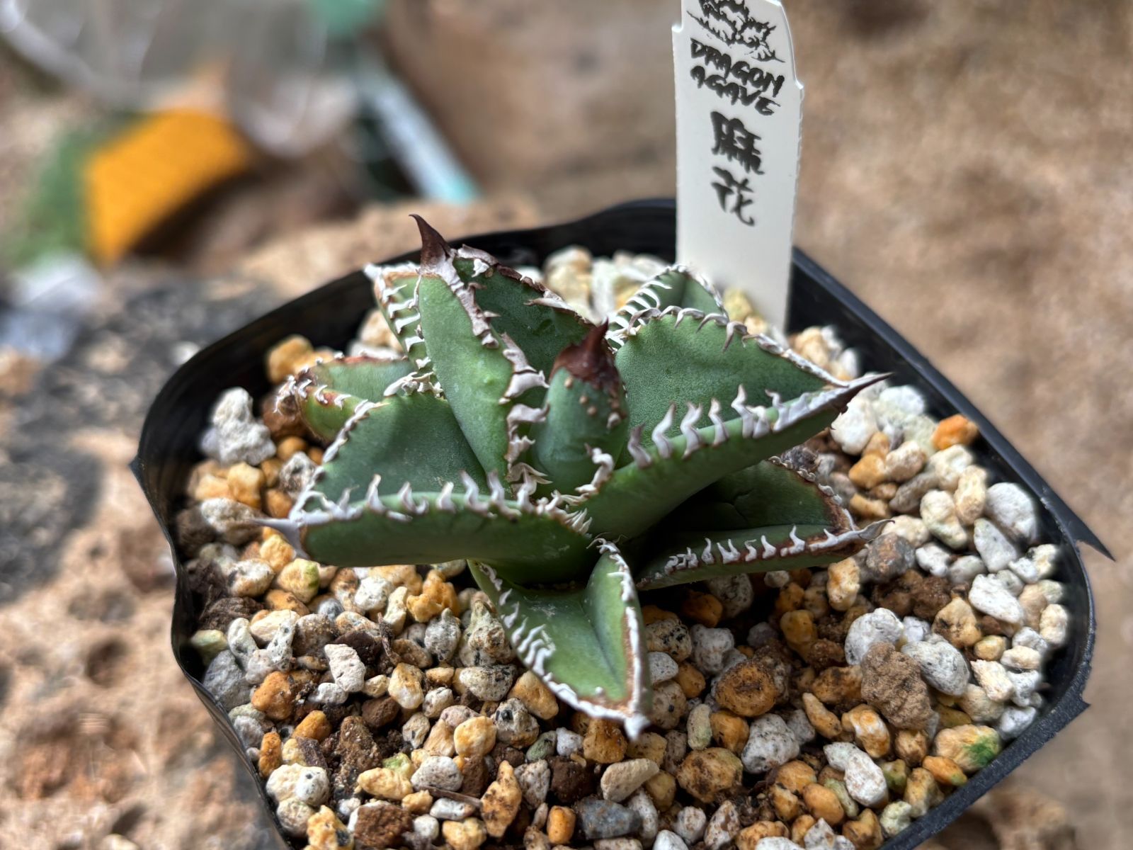 Dragon Agave産》アガベ チタノタ '麻花'（'麻花龍'）｜台湾アガベ、大