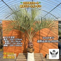 2026年最新】ココスヤシ シルバーの人気アイテム - メルカリ