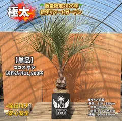 2026年最新】ココスヤシ シルバーリーフの人気アイテム - メルカリ