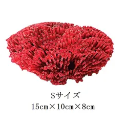 2026年最新】パイプオルガンサンゴの人気アイテム - メルカリ