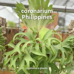 2026年最新】コロナリウムの人気アイテム - メルカリ