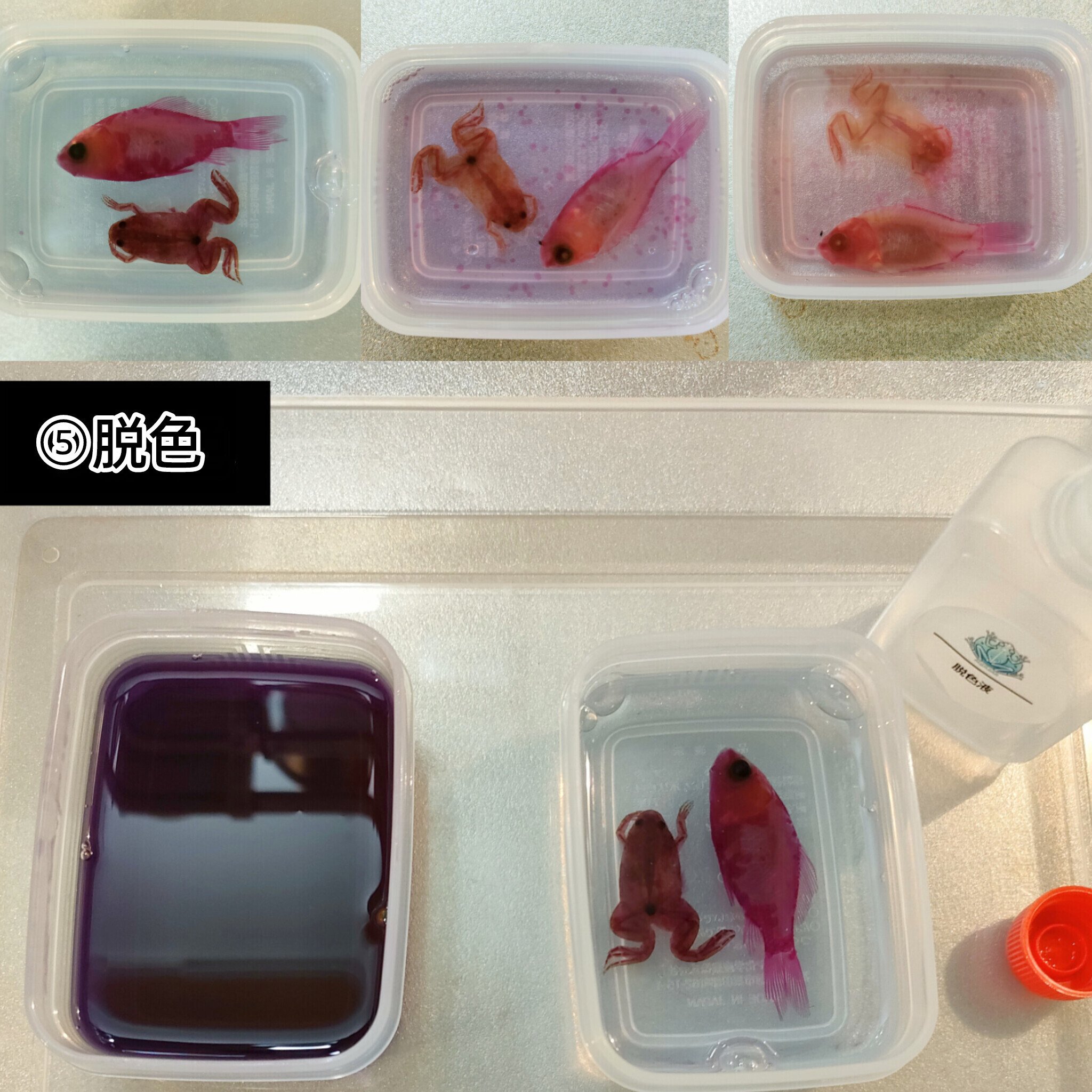 当店オリジナル【透明標本作製キット】（上級）作製マニュアル+補助