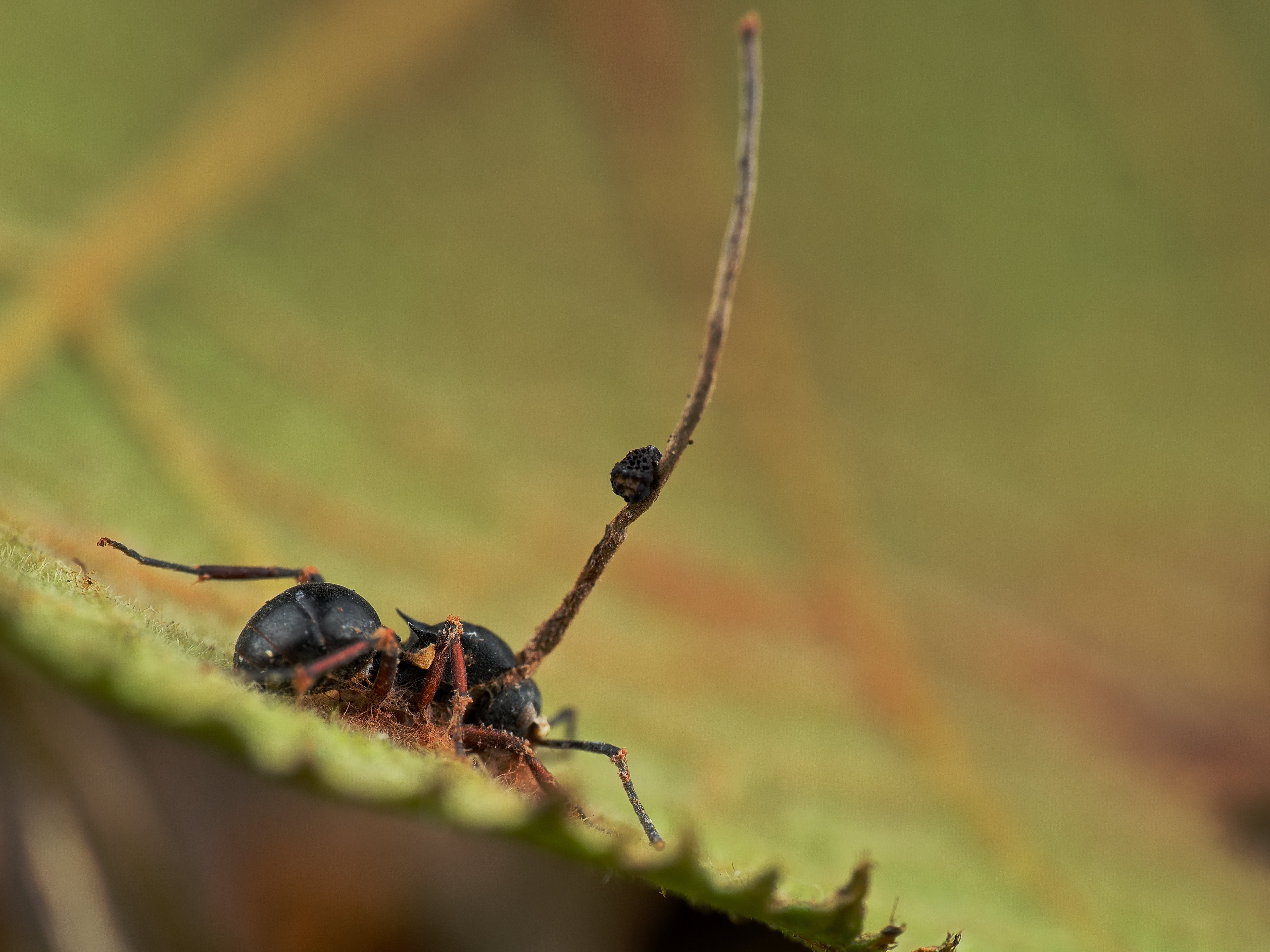 年明け早々冬虫夏草｜Hirokazu Nakao