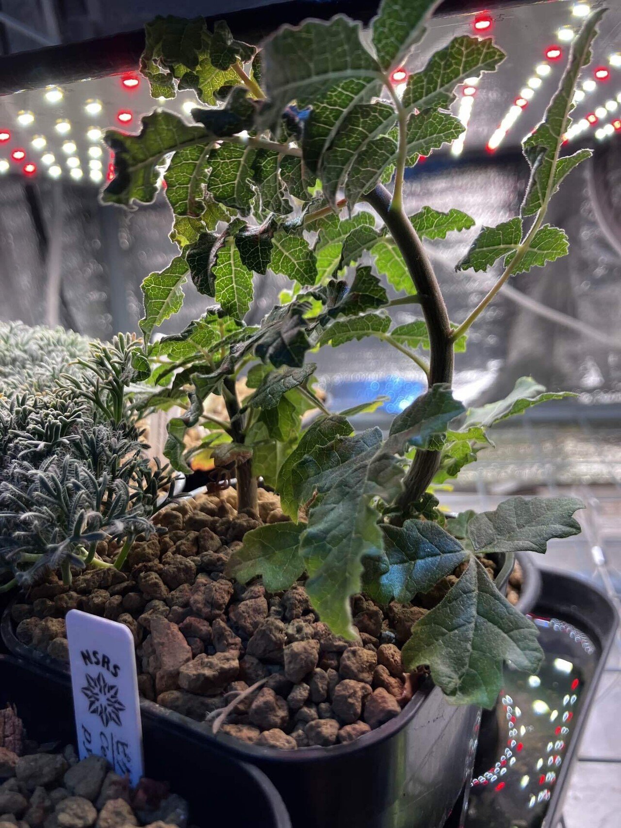 ボスウェリア・サクラの実生記録(2023.7.12〜)｜きりん