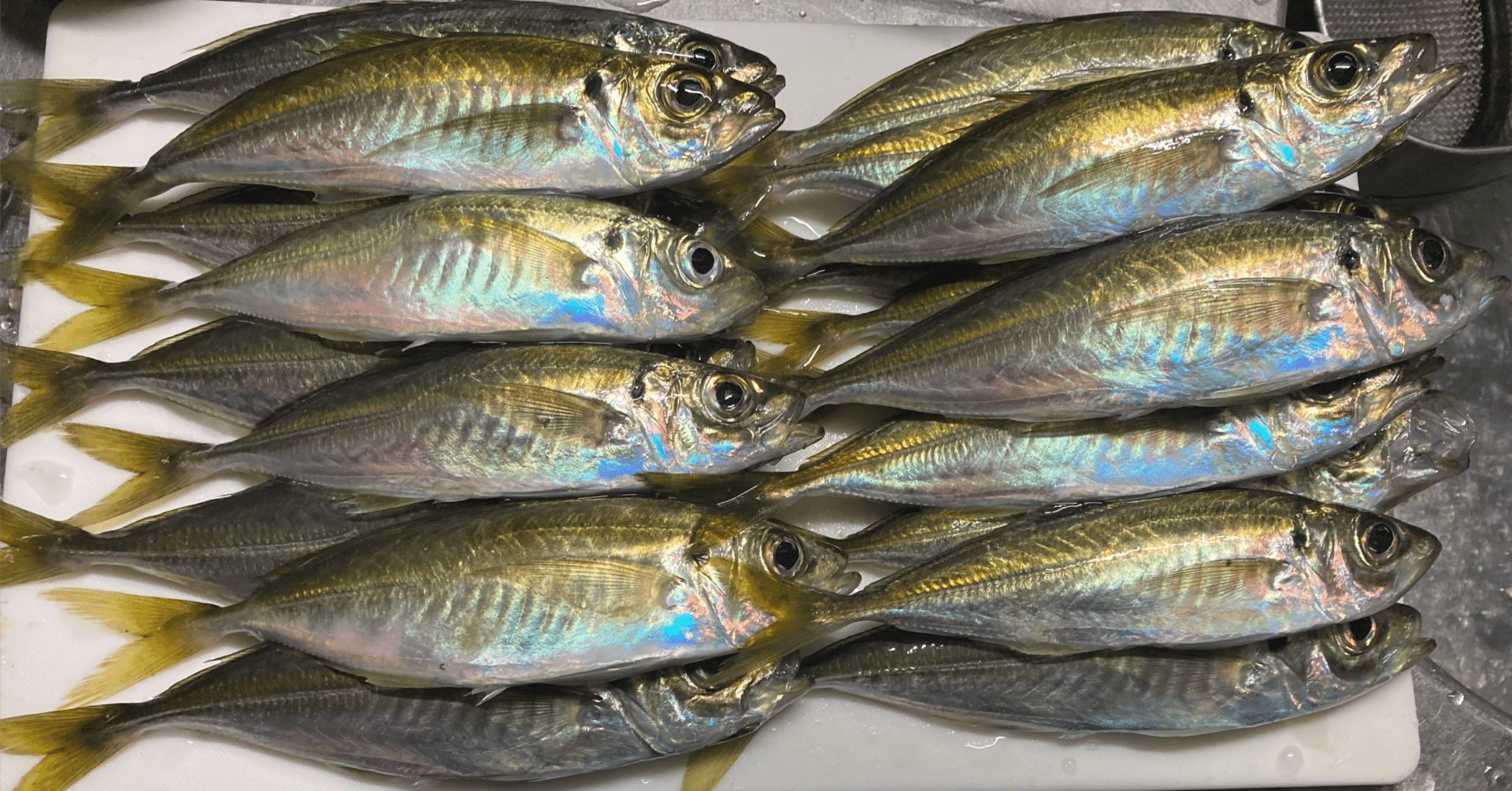 1年間ボウズだった私が「アジングで爆釣」するために変えた8つのこと