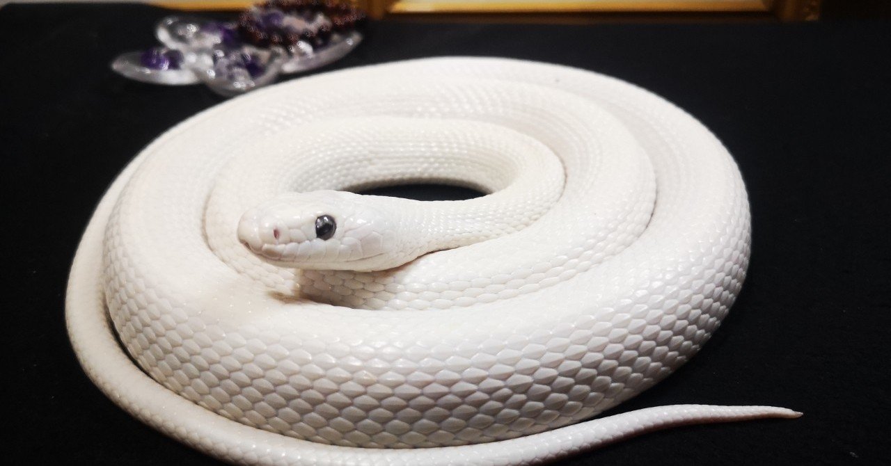 奇跡の白蛇が｜麻利央書店