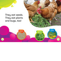 Chickens - Bellwether Media, Inc.