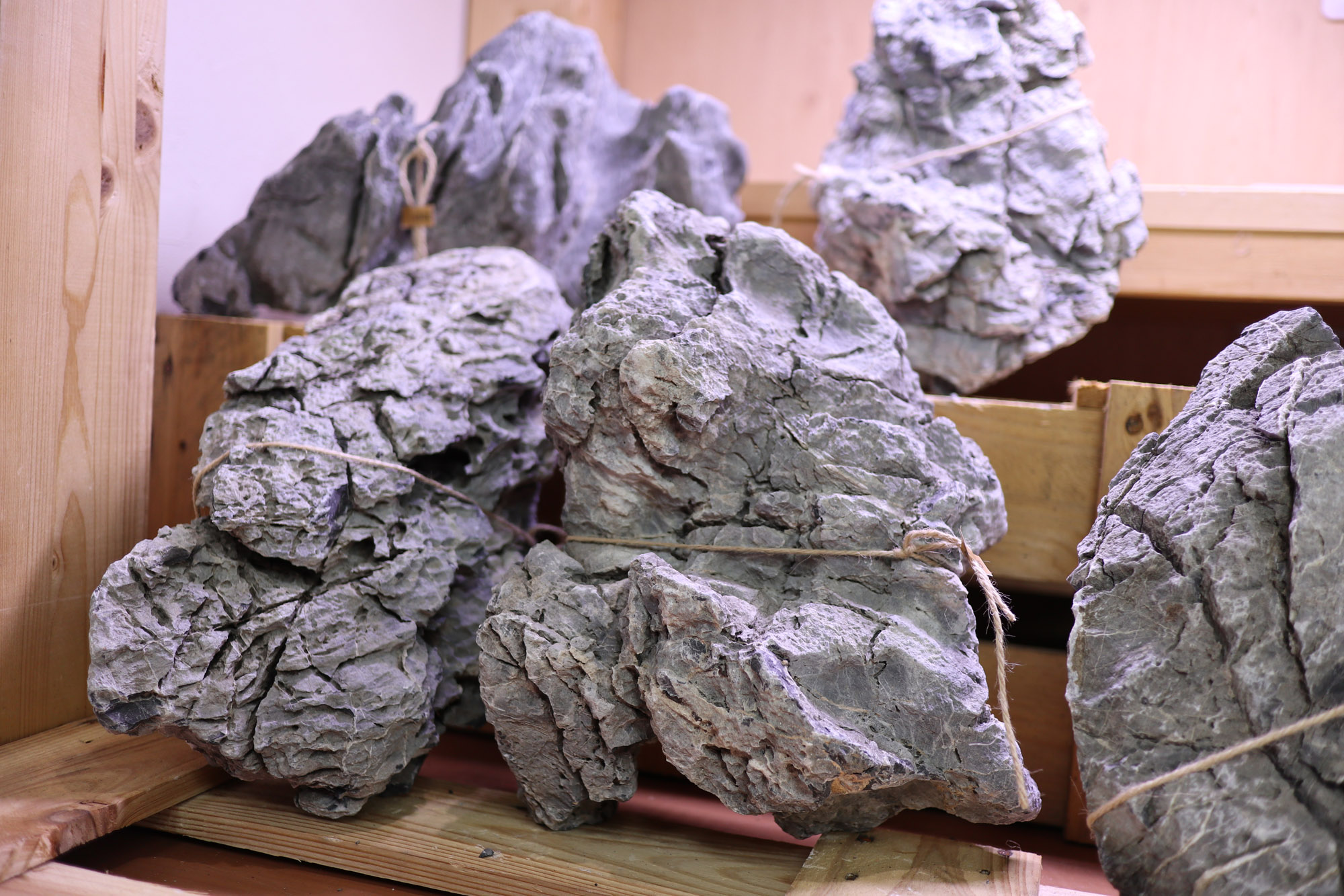 8月7日 ADA龍王石 特寸サイズ数量限定入荷｜AQUA SHOP wasabi