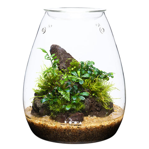 DOOA GLASS POT SHIZUKU – Aqua Forest Aquarium