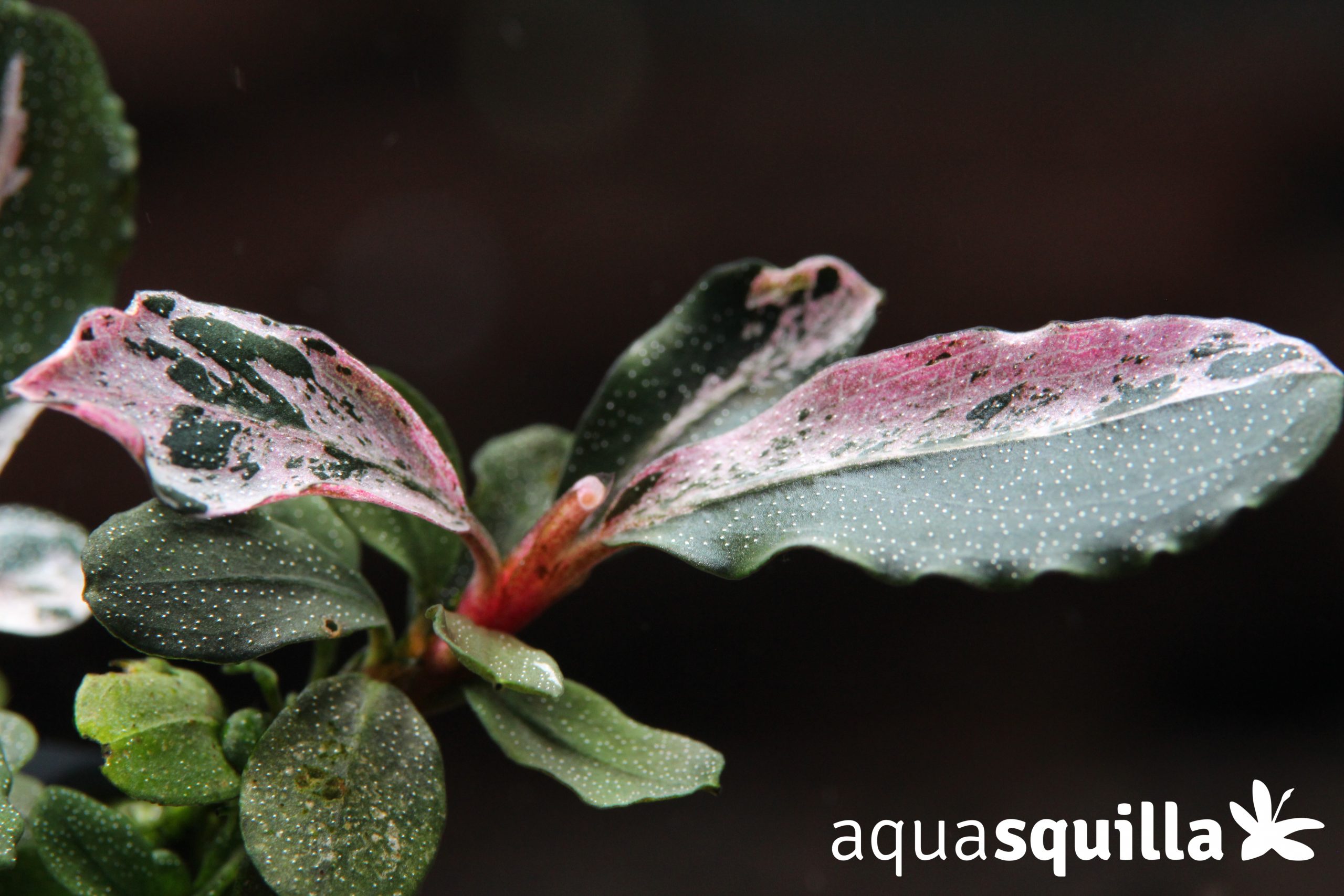 ブセファランドラ sp. Varigata Pink 水草 Bucephalandra sp. Varigata