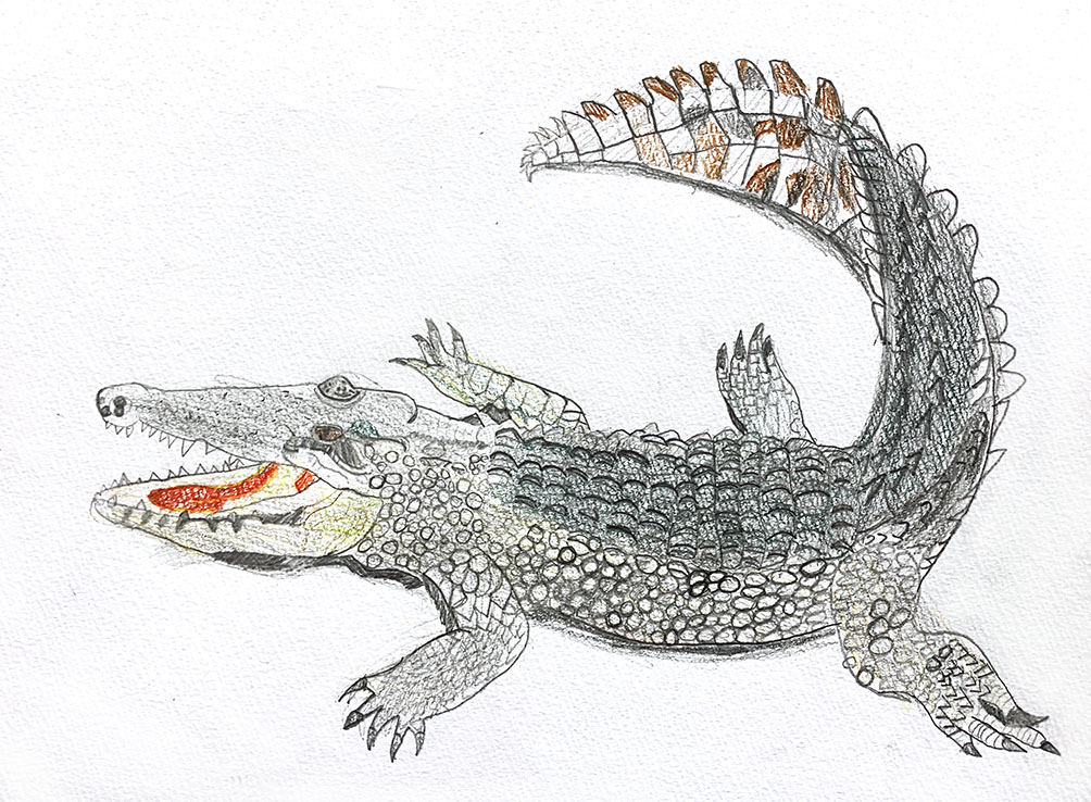 ジュニアクラス会員作品 色鉛筆画『ワニ』 - 絵画教室 アートスクール
