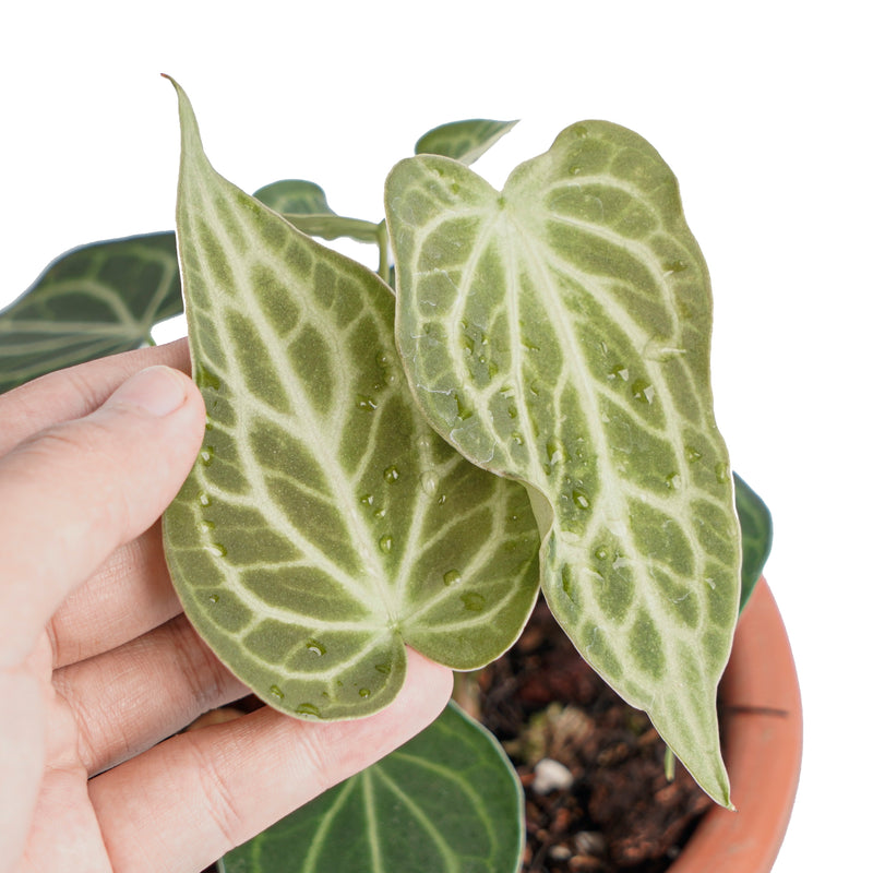 Anthurium king clarinervium – Aroid Market