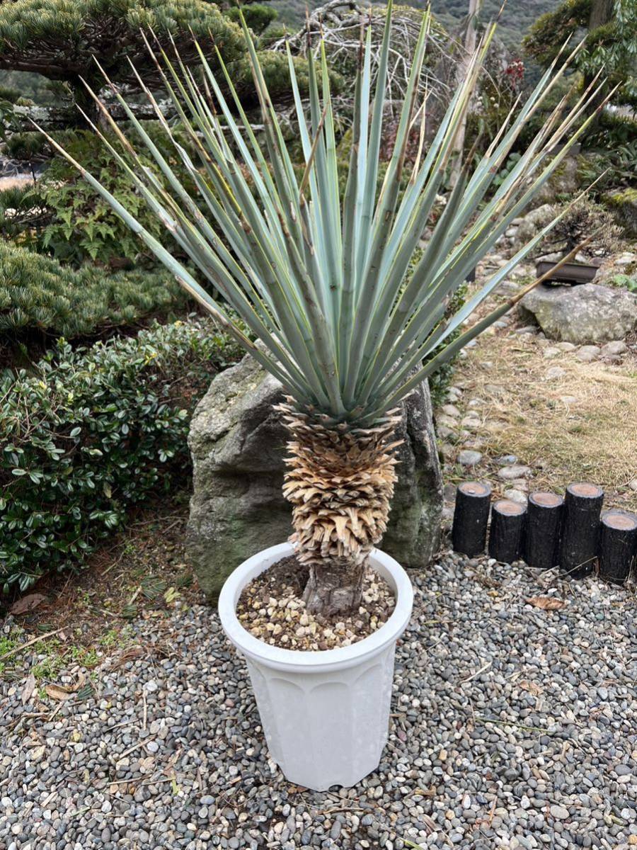 ユッカ ロストラータ【24-629】超超美形 シルバーブルー ショップ 特価