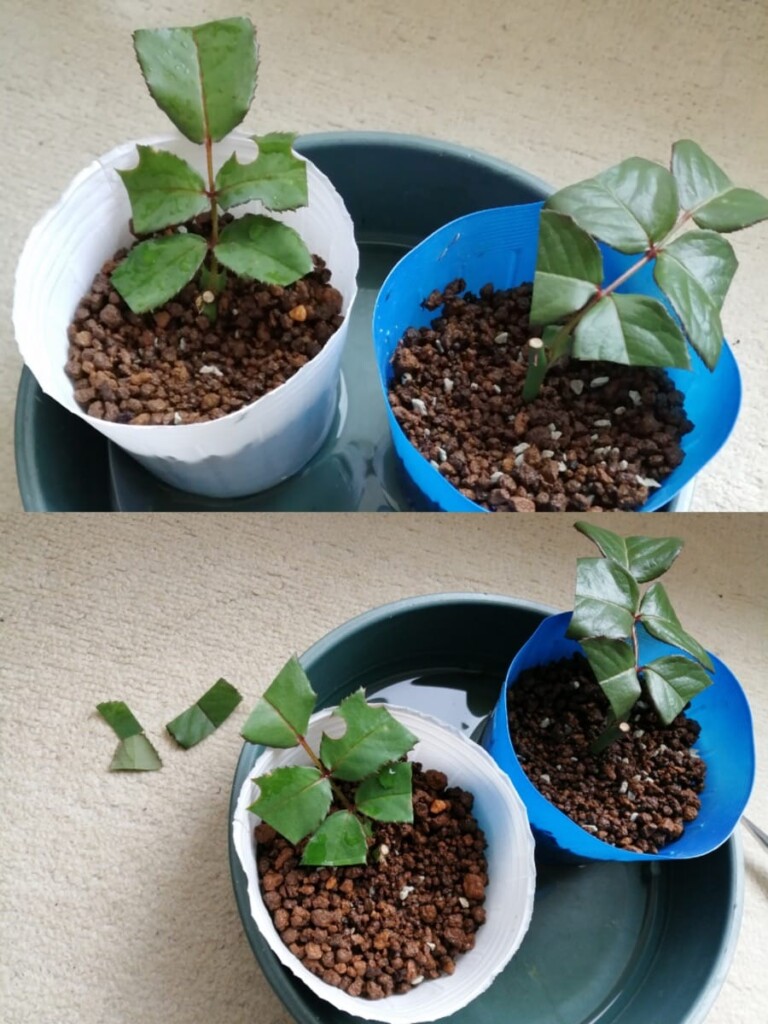 秋バラの新苗で挿し木｜10月上旬に開始 - バラ栽培MEMO