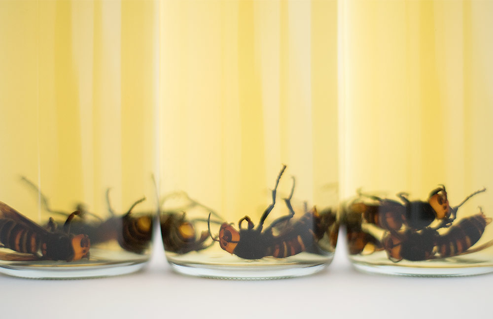 蜂酒-オオスズメバチの焼酎漬け販売｜あつたや