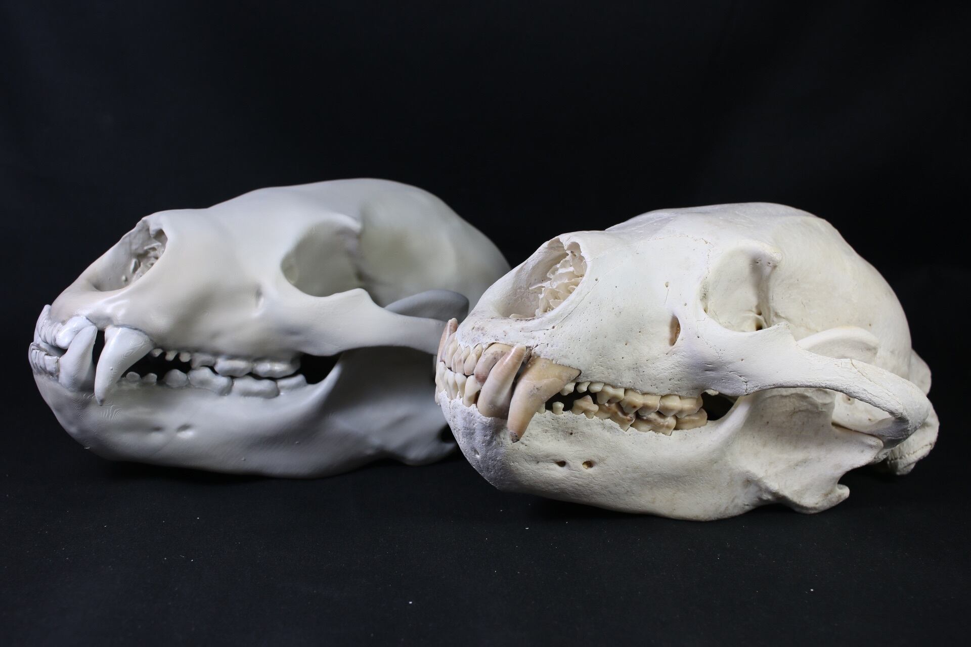 ツキノワグマ 原寸大頭骨レプリカ | アンフィ合同会社