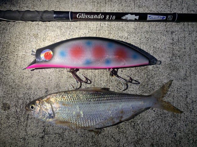 キョロキョログランデ始動 | RIDGELINE ONLINE SHOP