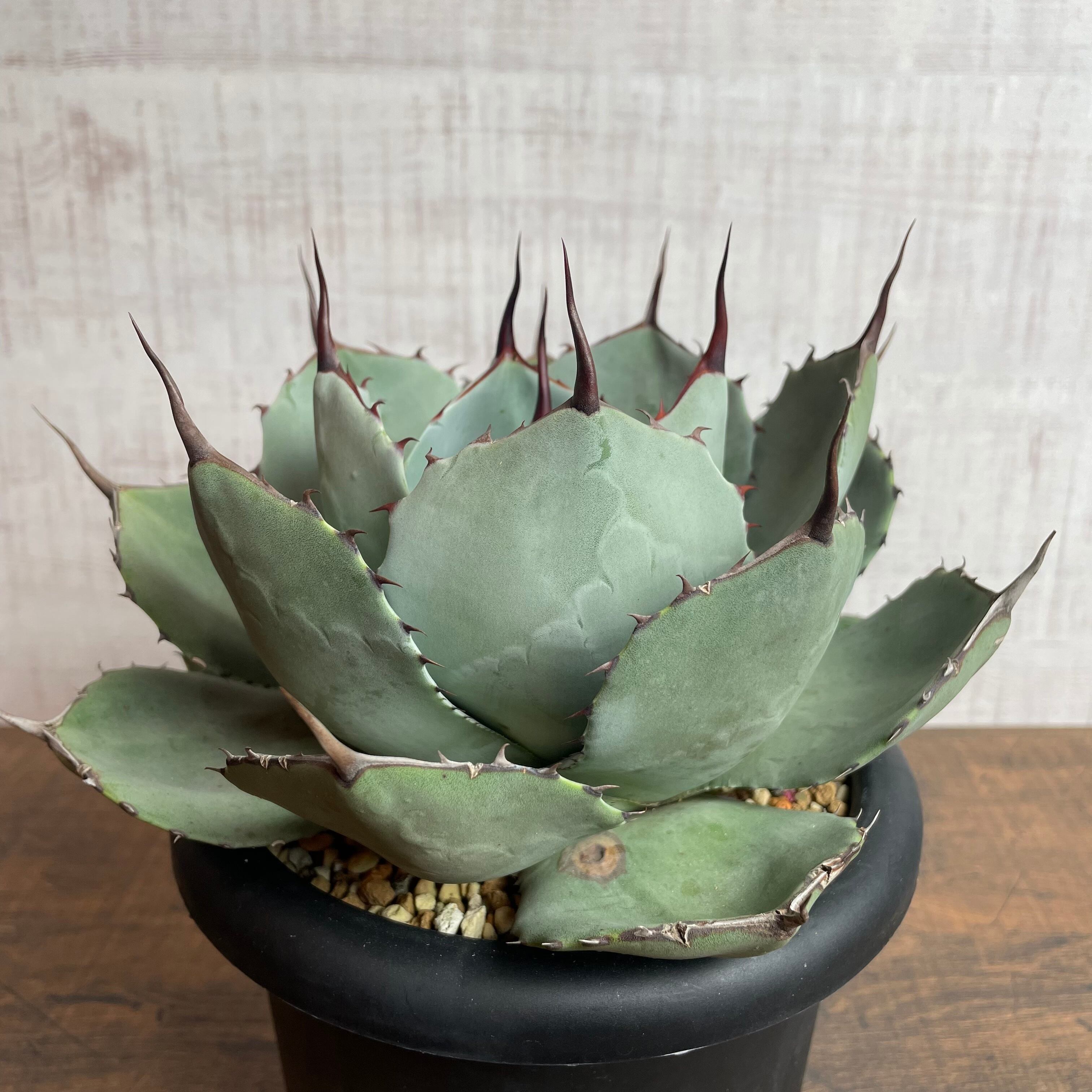 Agave parryi truncata “ Huntington” / 特選！USA株 / 5号 アガベ