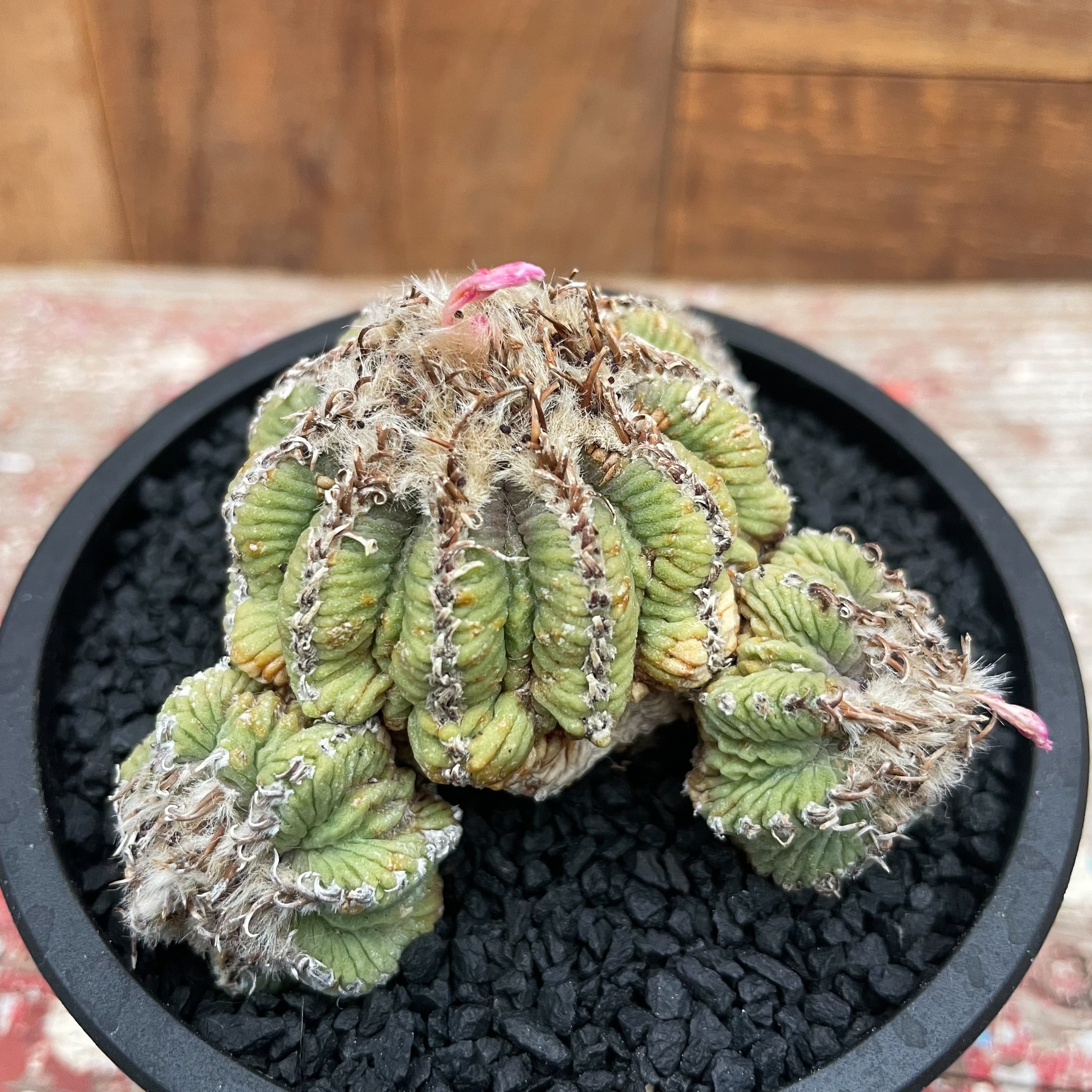 Aztekium ritteri【アズテキウム・花籠・実生】 | RIMO'S GREEN