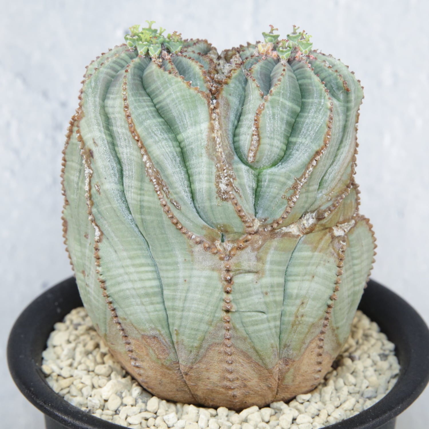 メス株【超厳選株】ダブル綴化ヘッド 捻じれ マウンテン モンスト