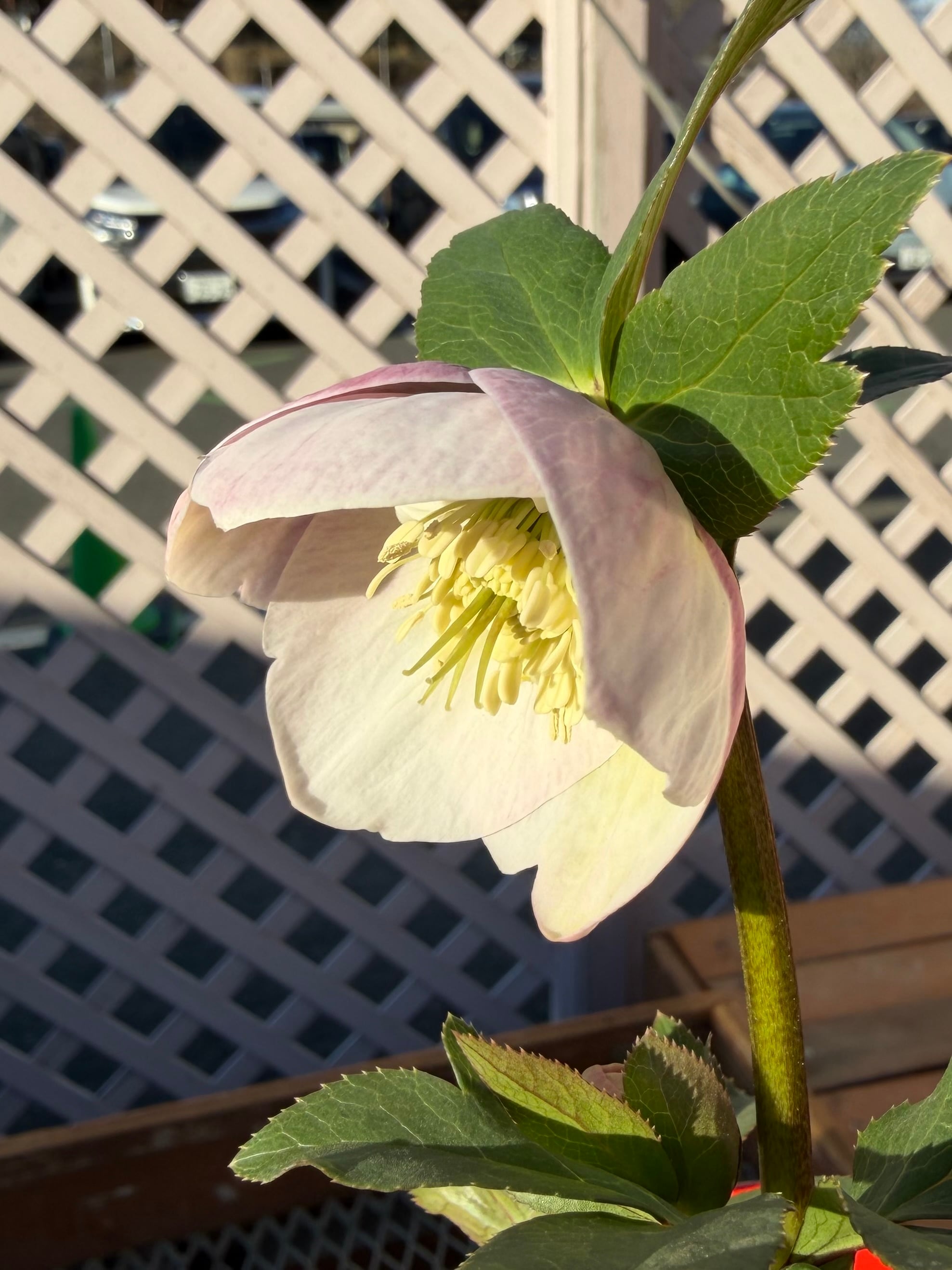 玲雪「新春セール」クリスマスローズ 小苗 かぐや姫×DDオキシ系いろは