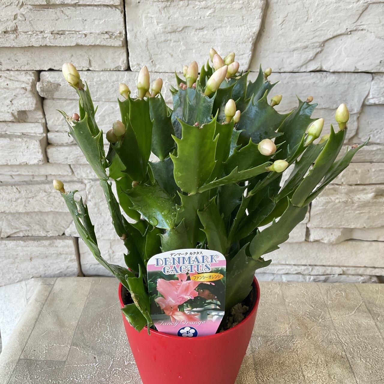 デンマーク カクタス シャコバサボテン 選べる♪3色 | 橋本種苗園