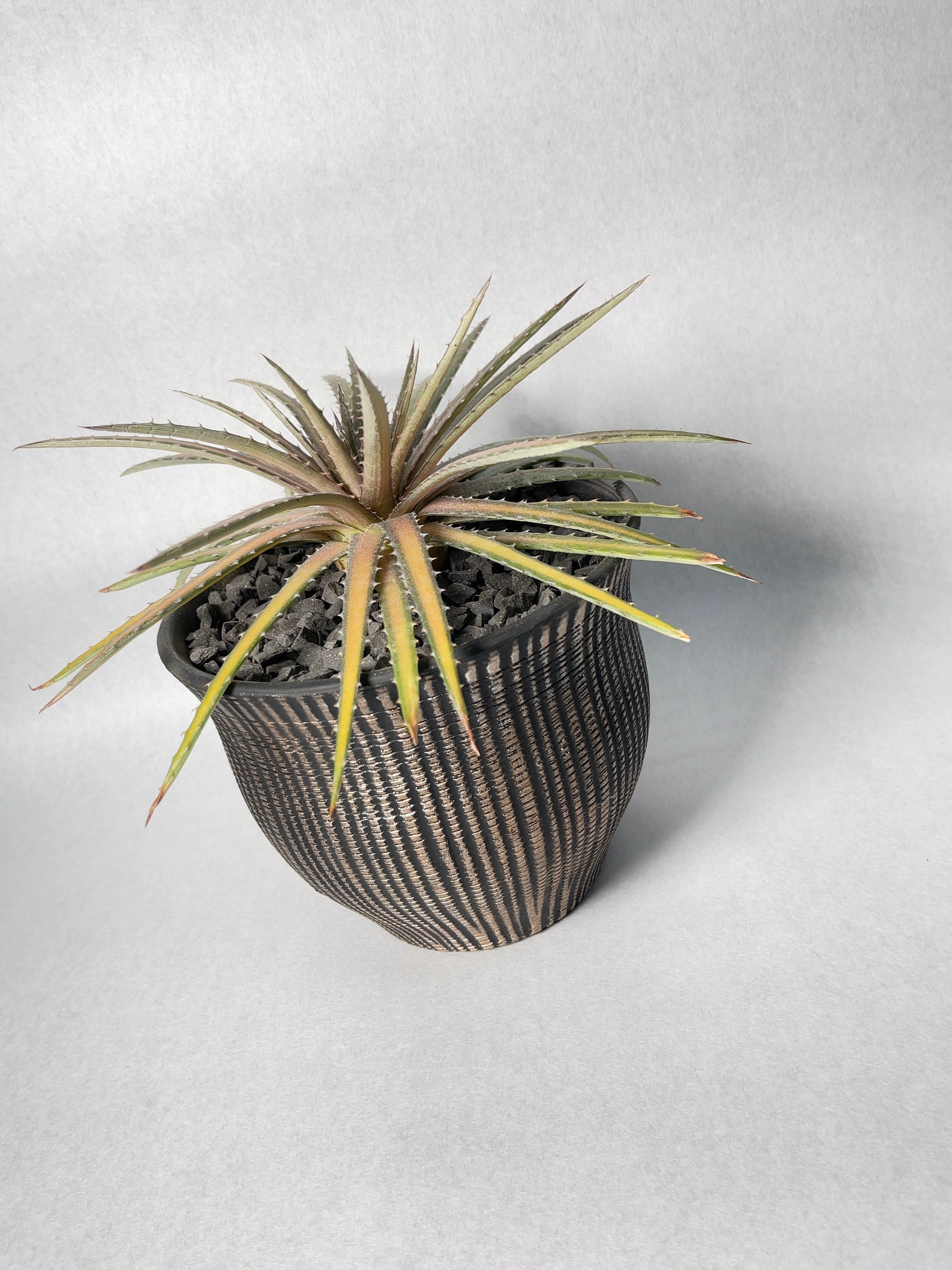 ディッキア・ダコタ | trigger