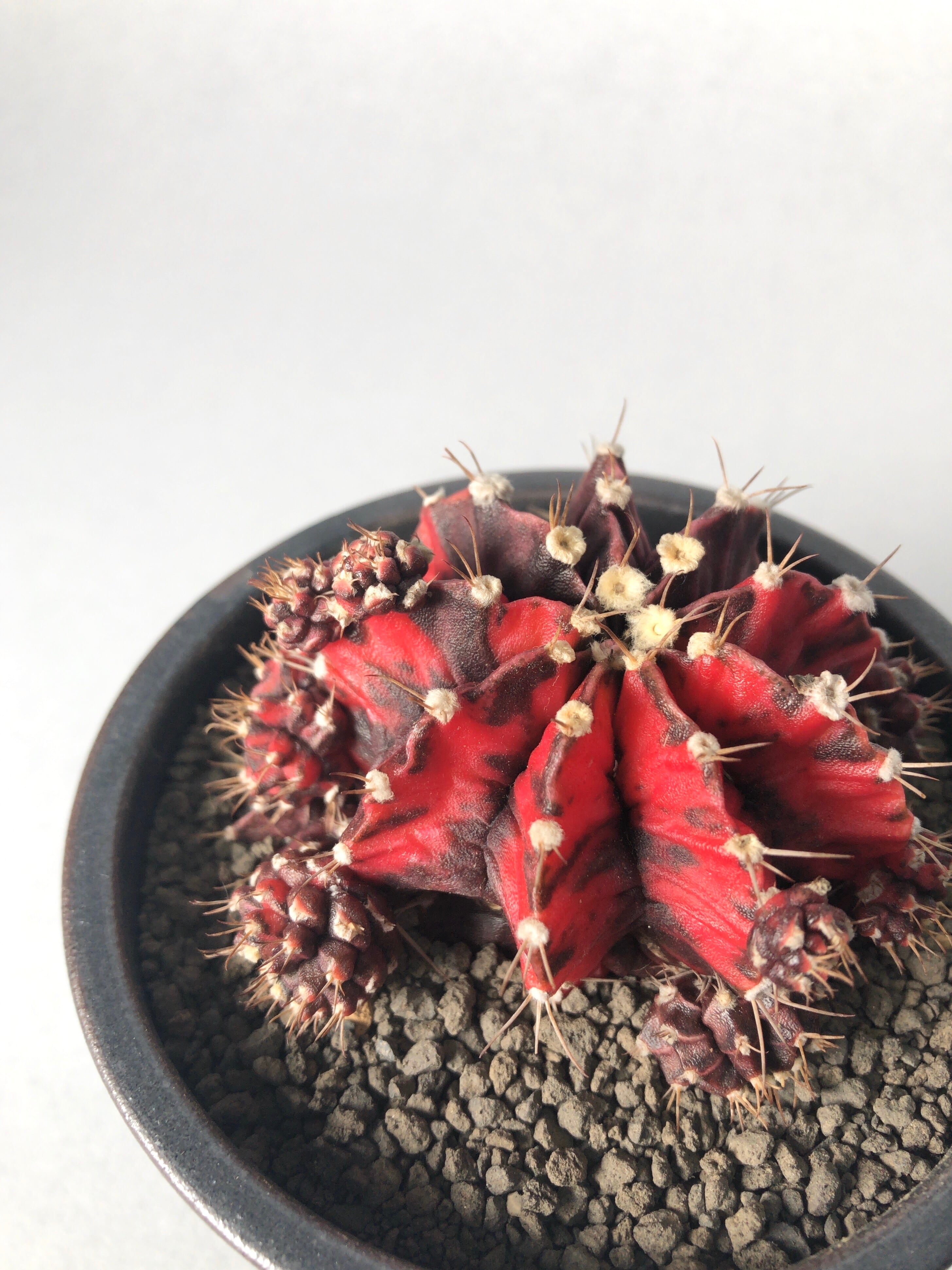 ギムノカリキウム・緋牡丹錦 | trigger