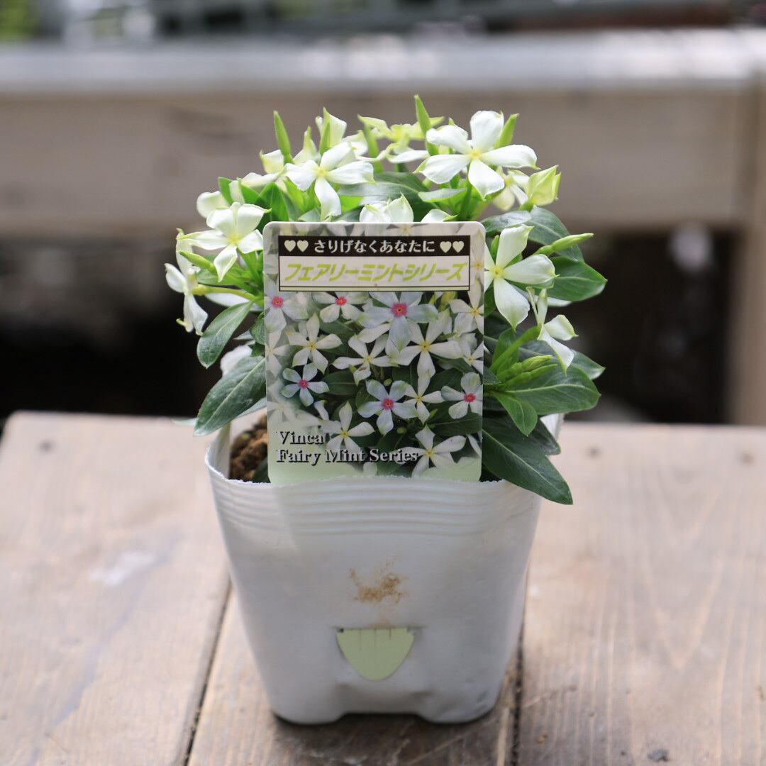 日日草 フフェアリーミント○フェアリーミントシリーズ 夏の花 北島