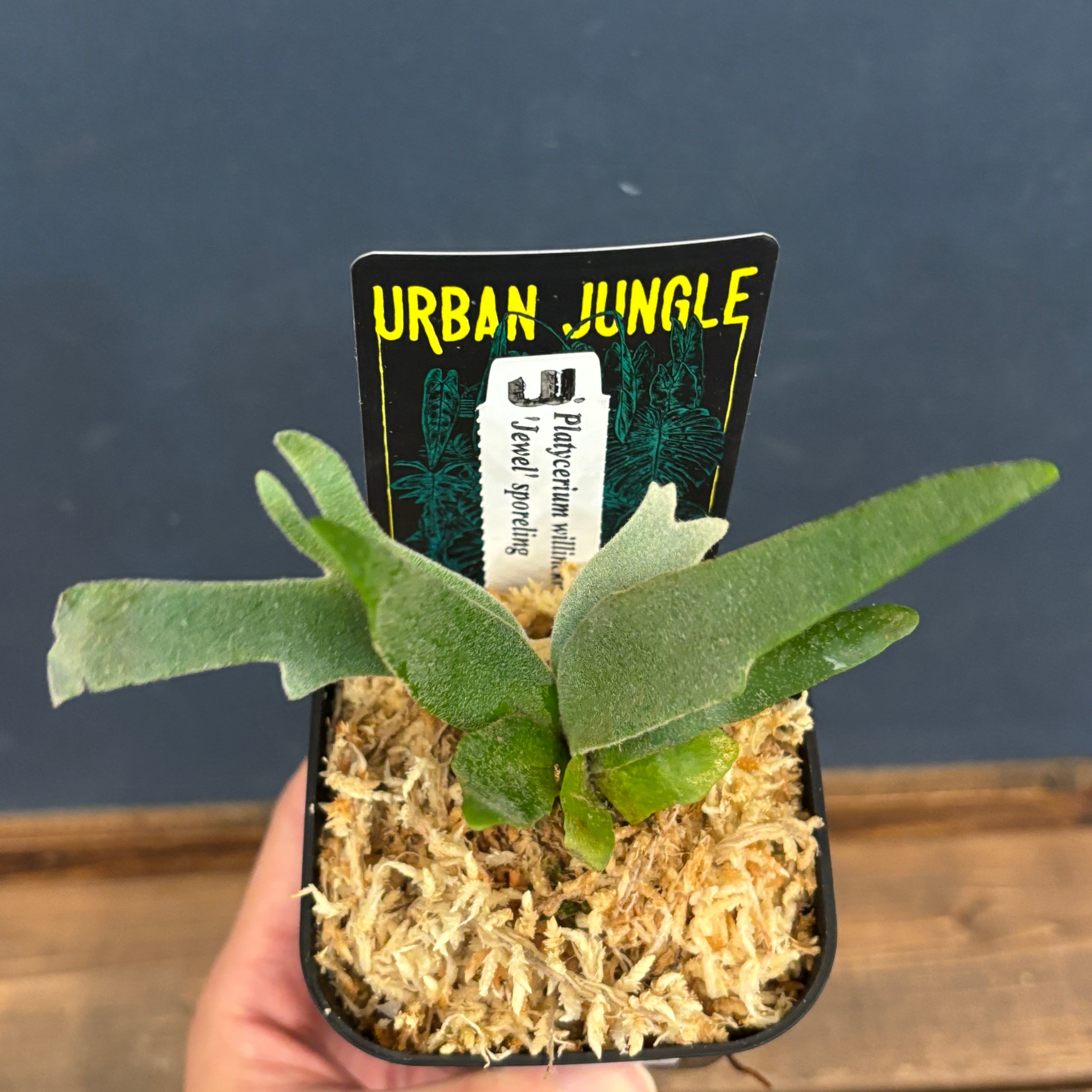 ビカクシダ ジュエル P. willinckii 'jewel' spore【265】 | PROTOLEAF