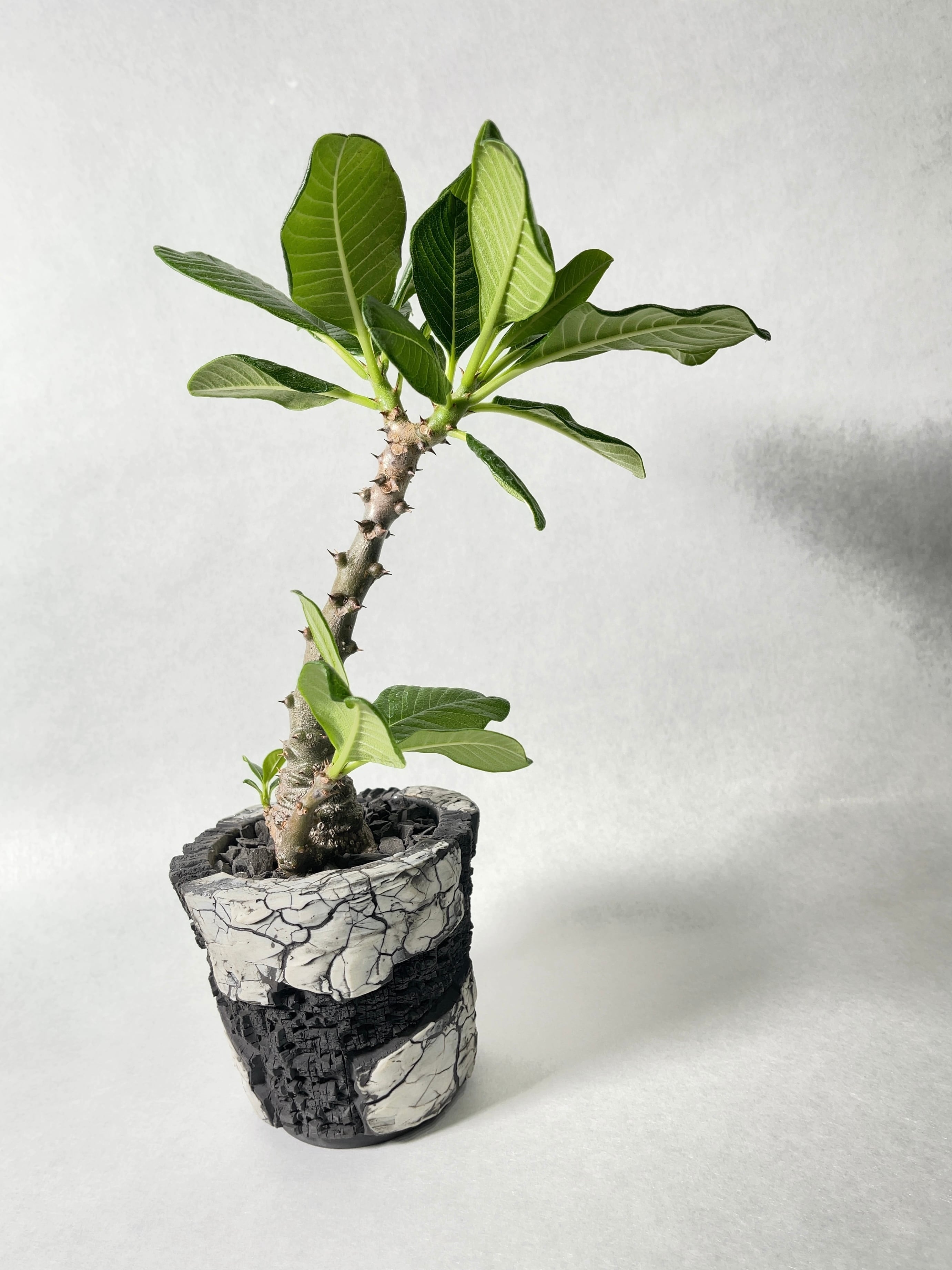 パキポディウム・ウィンゾリー | trigger