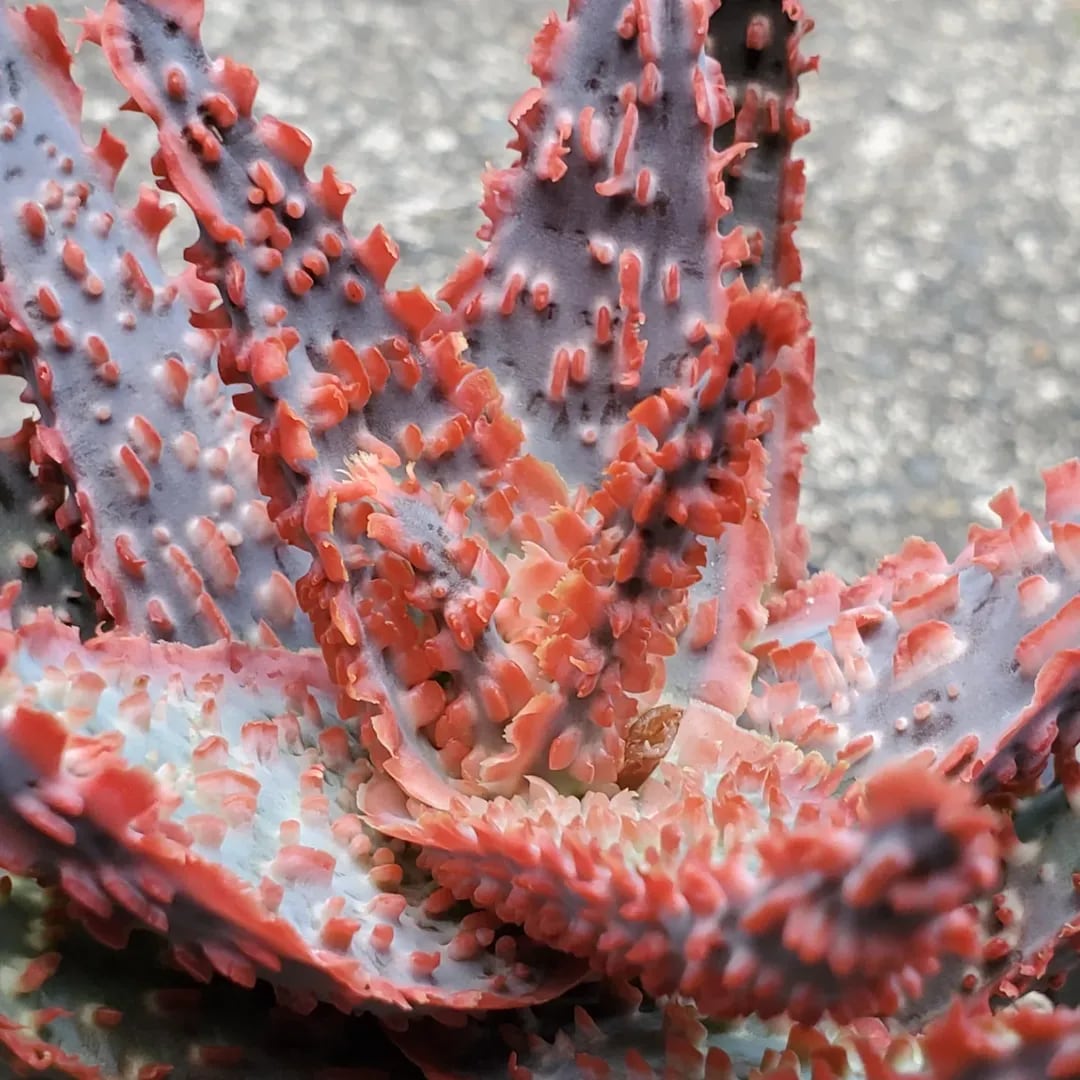 F00385_Aloe Hybrid：アロエ・ハイブリッド（子株） | レアプランツ