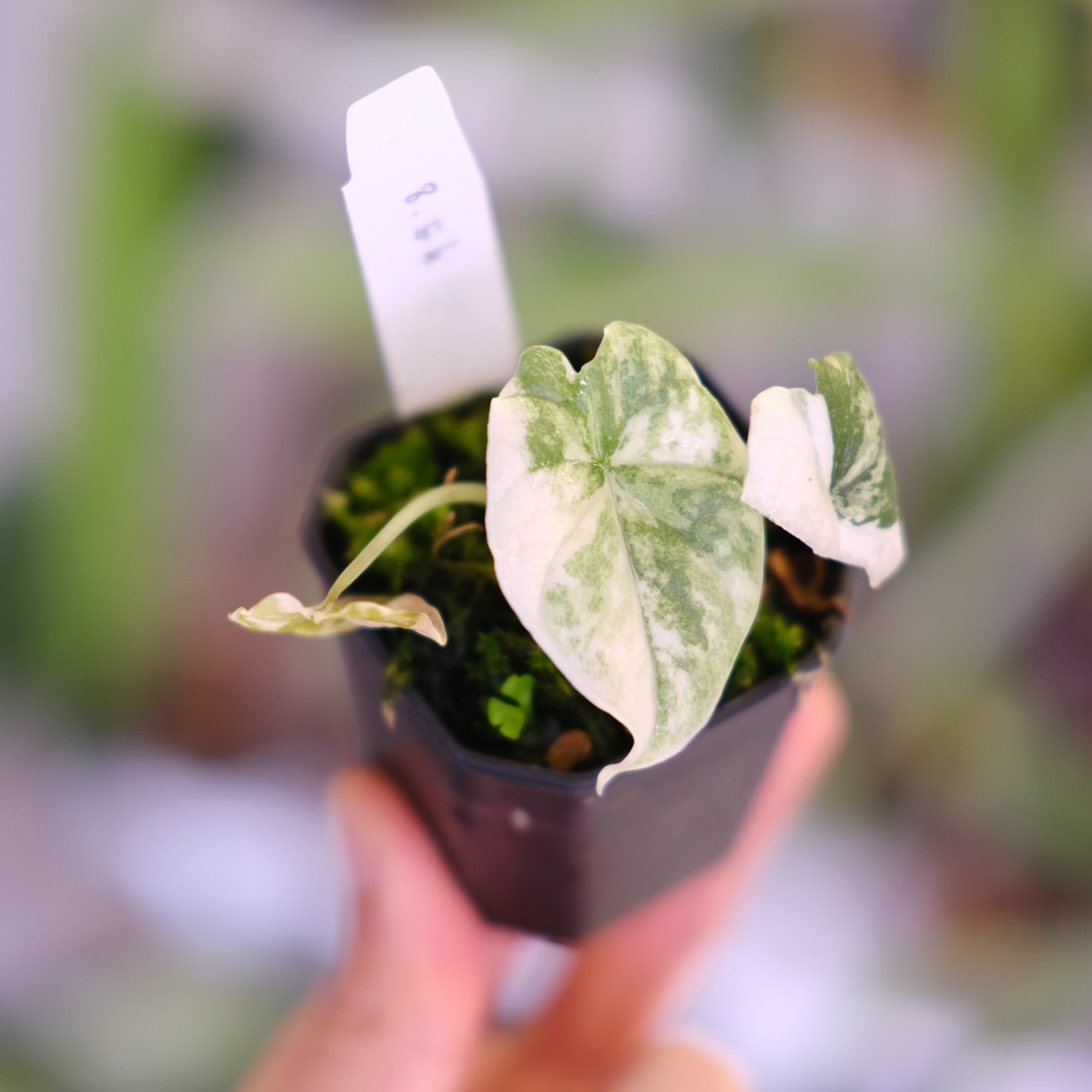 斑入りアロカシア / Premium Alocasia | tokyoplants / 観葉植物専門店