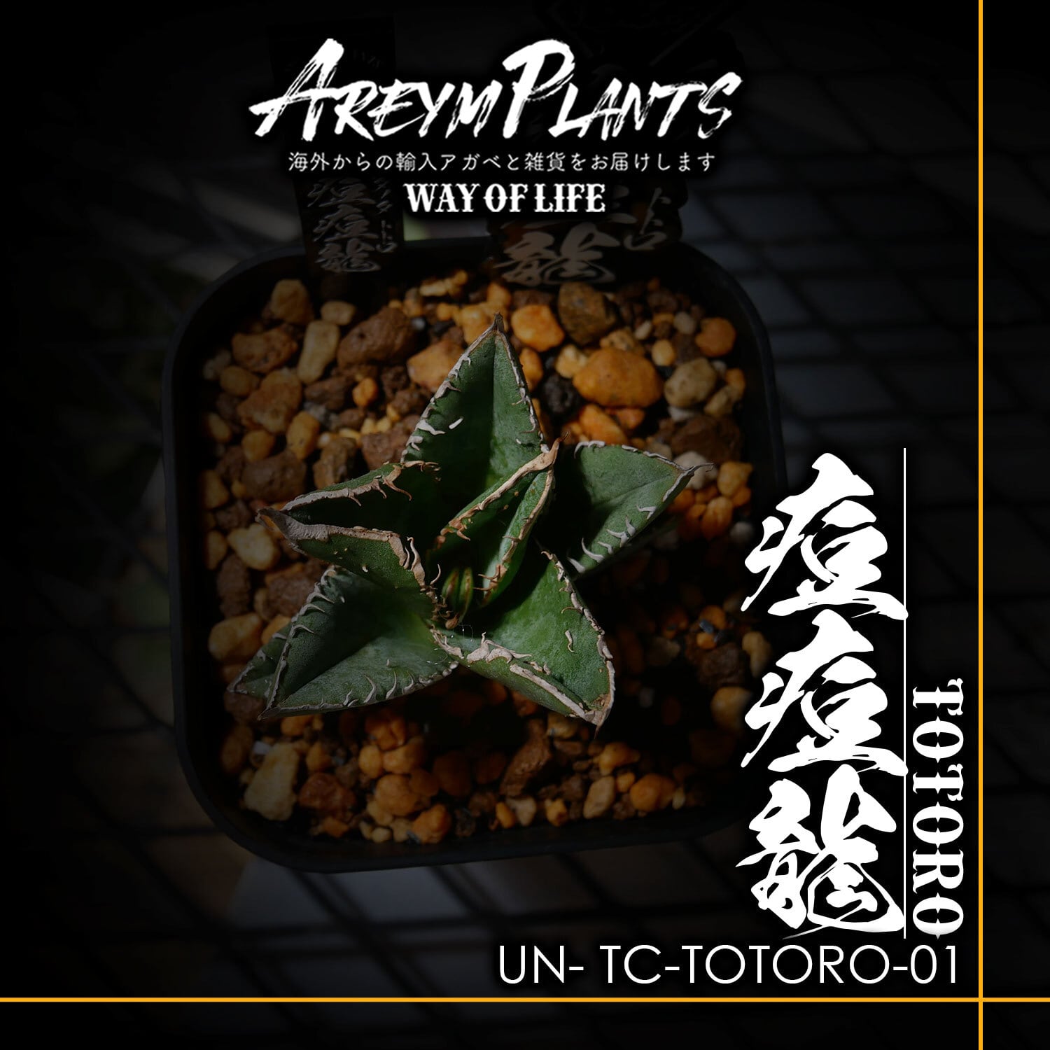 中国 雲南省産!!アガベチタノタ 痘痘龍 トトロ Agave titanota totoro