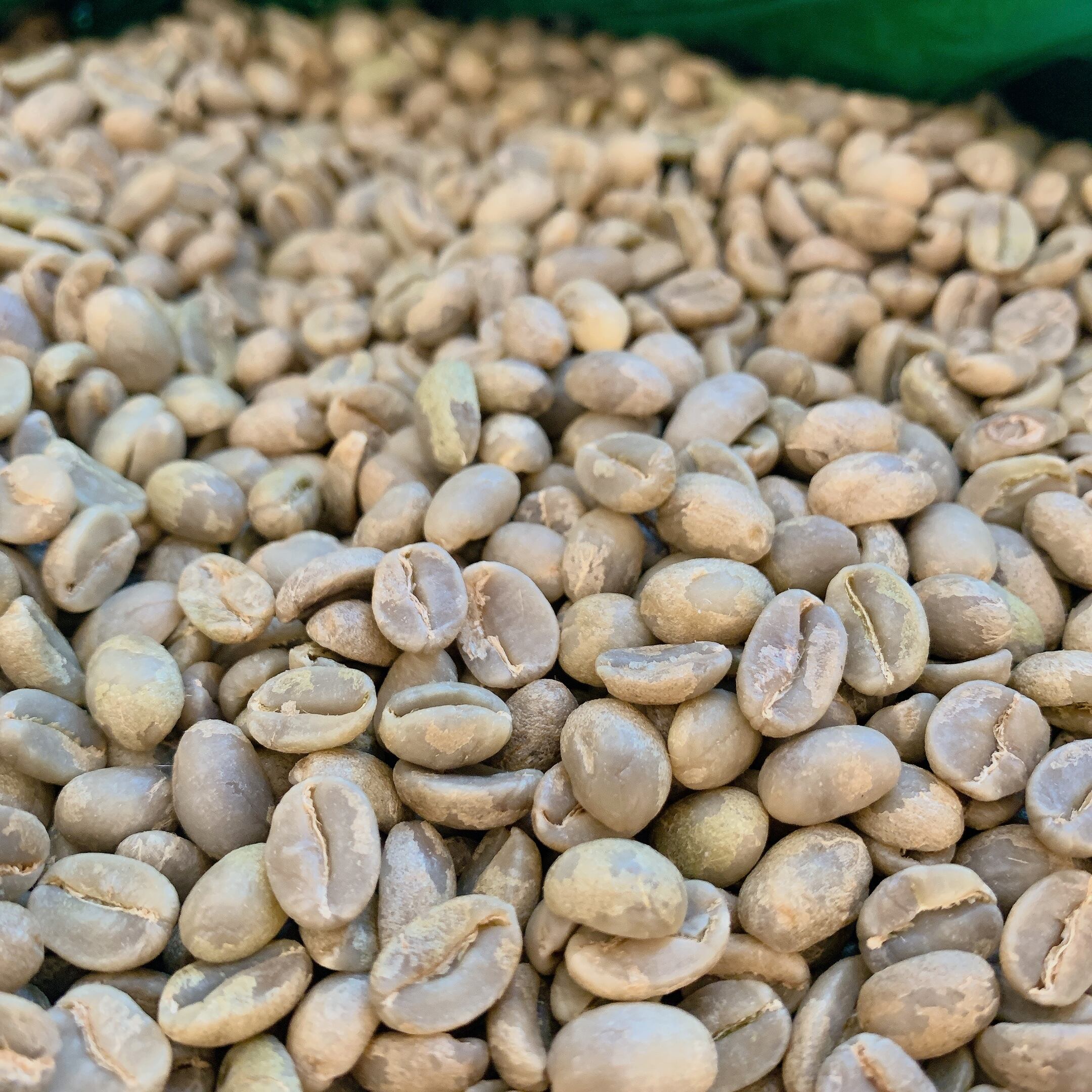 インド セブンスヘヴン ウォッシュドとケニア マサイ 各200g計400g