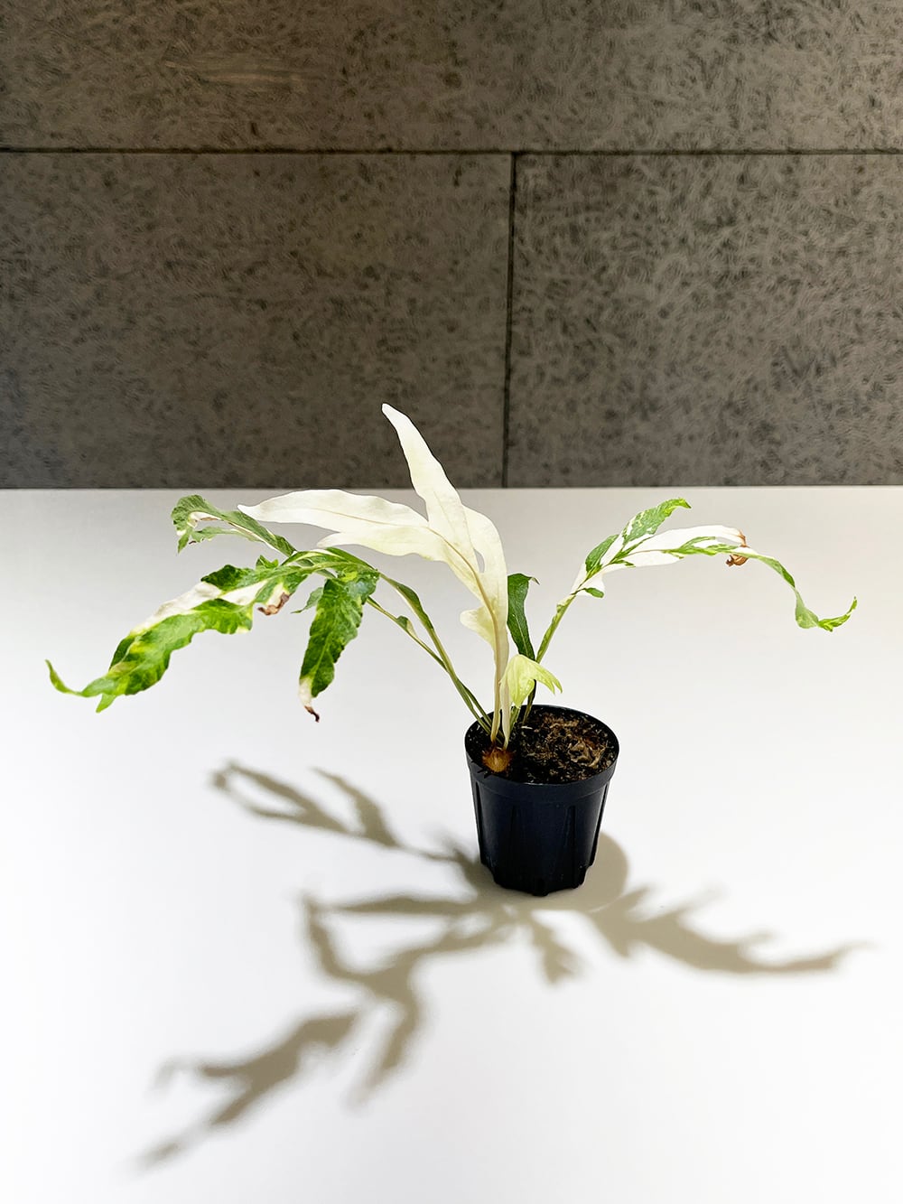 ドリナリア クエルシフォリア 斑入り 【Drynaria quercifolia