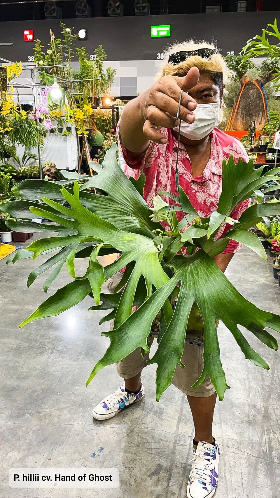 P.hillii cv. hand of ghost【artPLANTs/PLANTS GARAGE】ビカクシダ