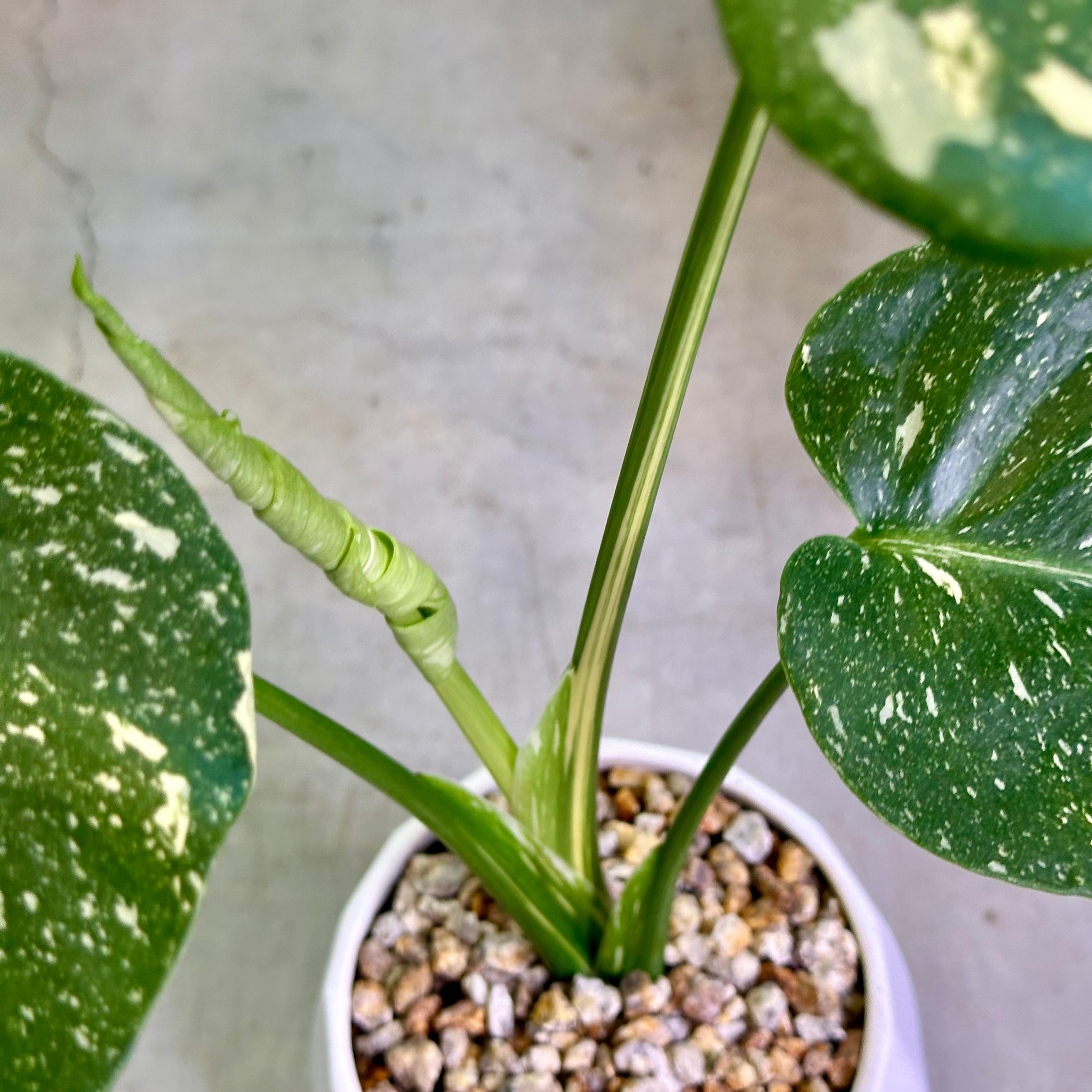 モンステラ・タイコンステレーション | barrelplants_BONSAI