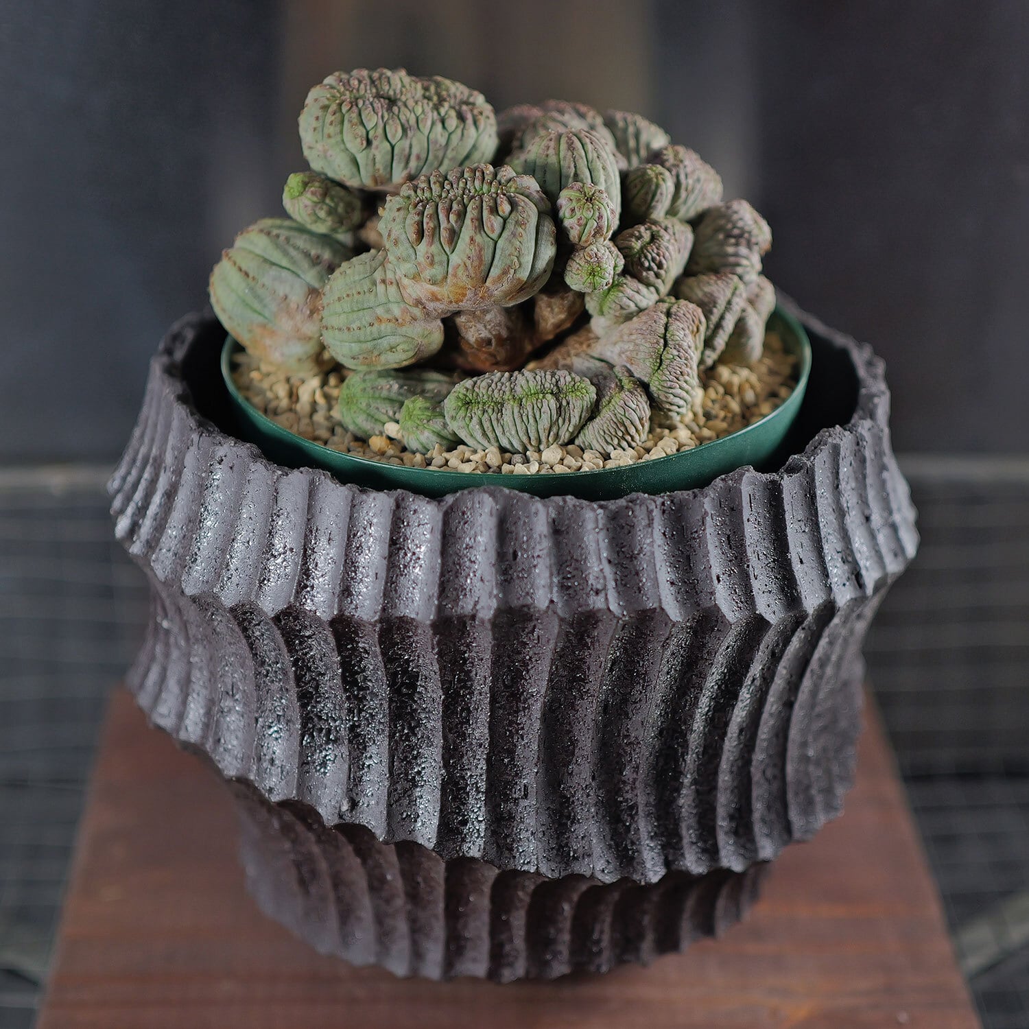 超厳選株】超大株 最大幅約11cm マルチヘッド 円扇綴化 オベサ