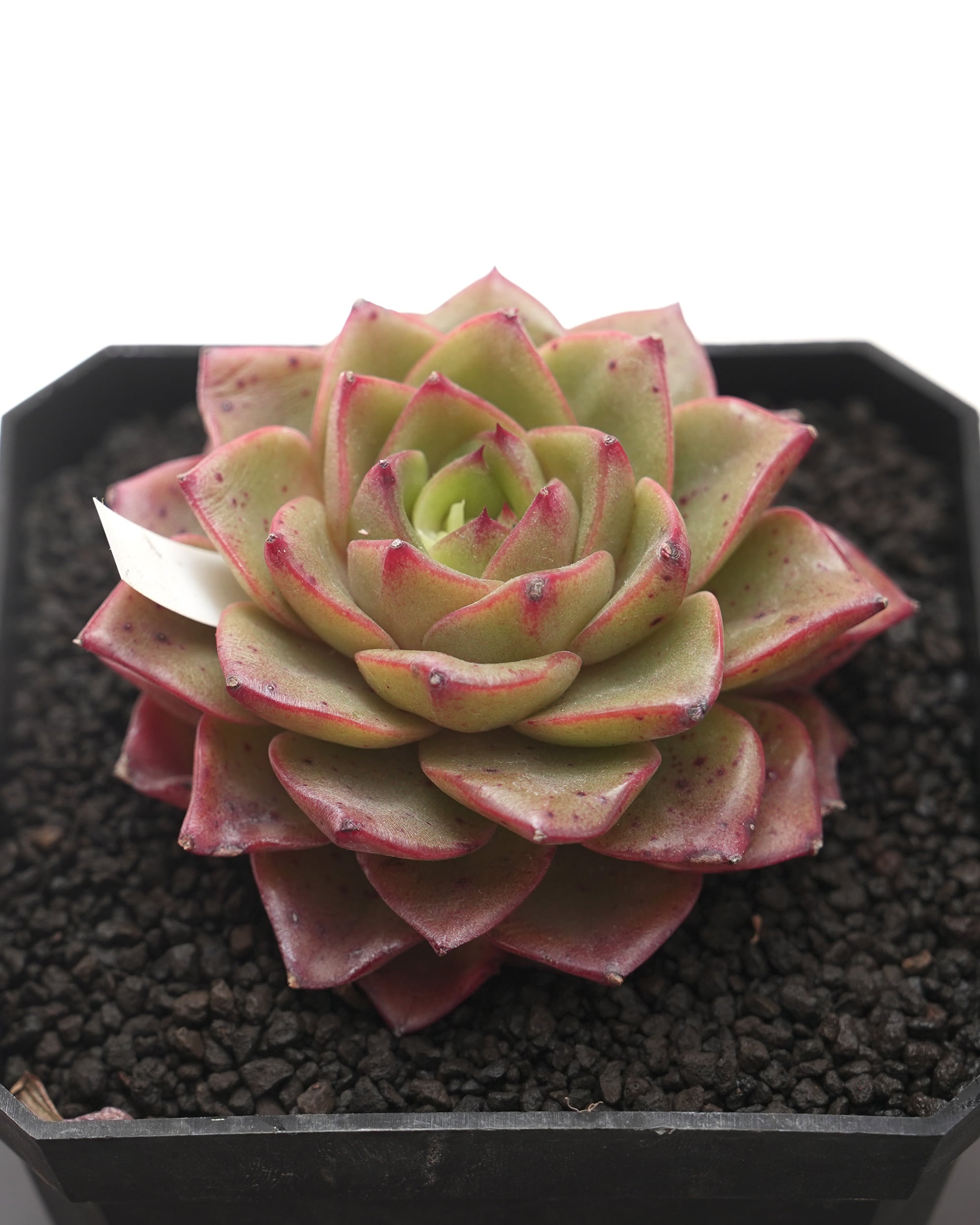 レア種・新品種 | PUKUBOOK SUCCULENTS