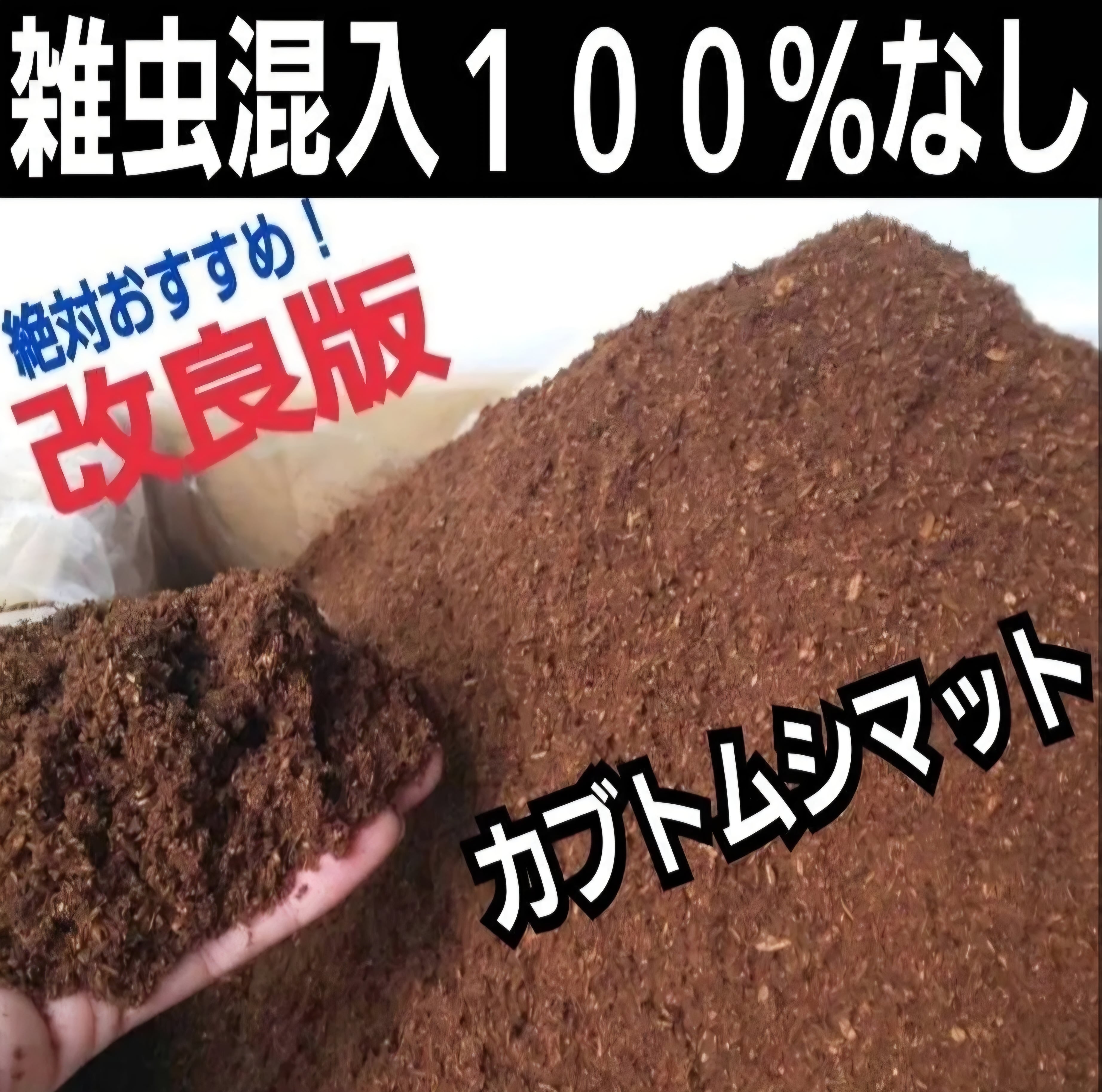 カブトムシ幼虫が大きくなります！ 国産88ミリ羽化実績多数！ヒマラヤ