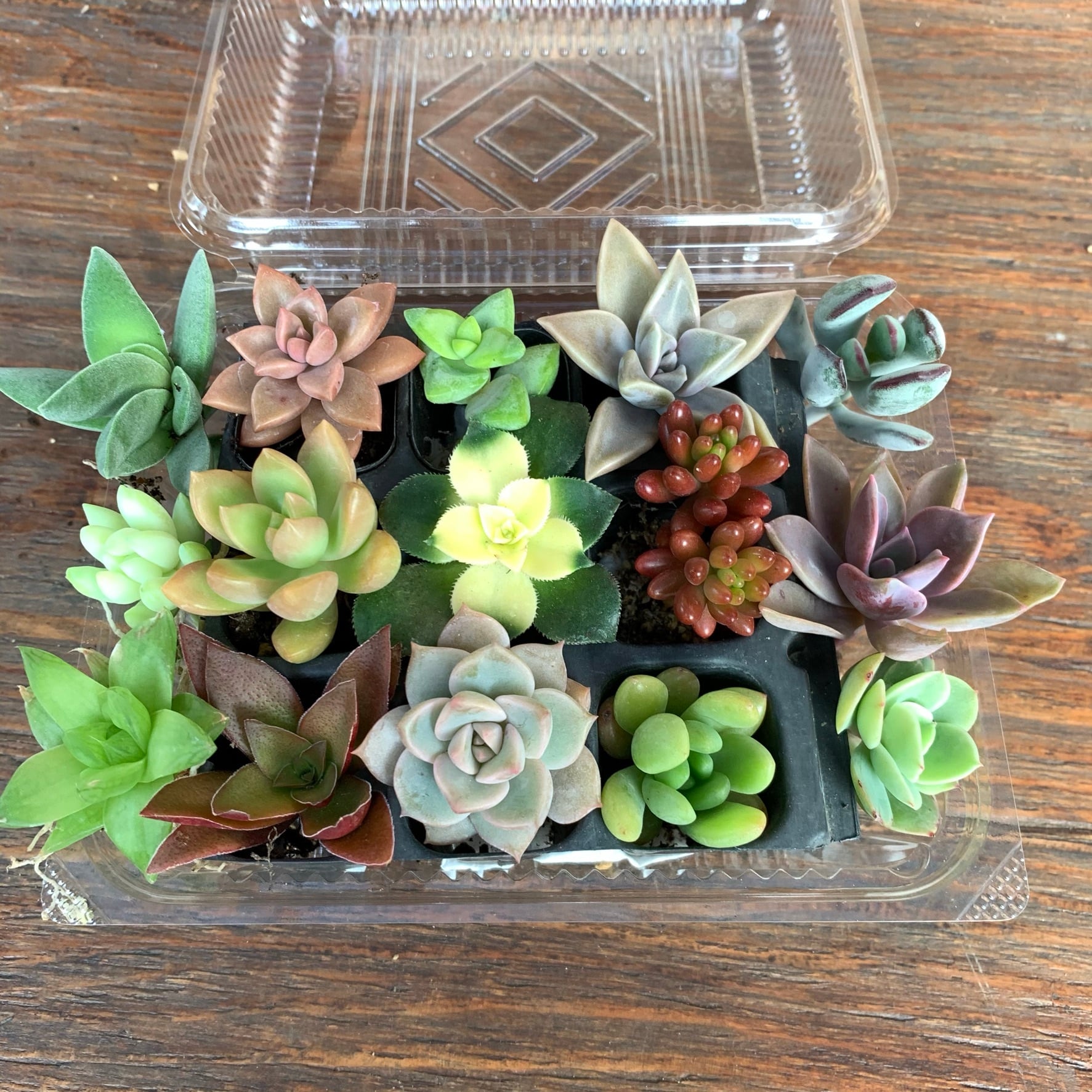 多肉植物抜き苗ミックス | 京都 おむろ YUUKIESGARDEN(ゆうきいずがあでん)