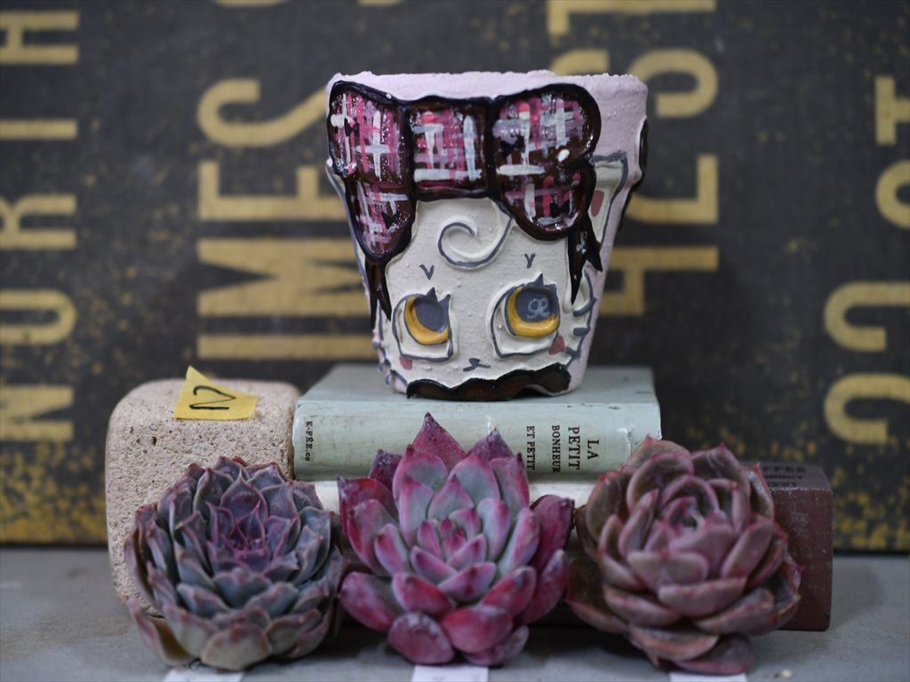 RR-2 抽選販売 るるがくはんどめいどさんリメ鉢2.5号＋抜き苗のセット