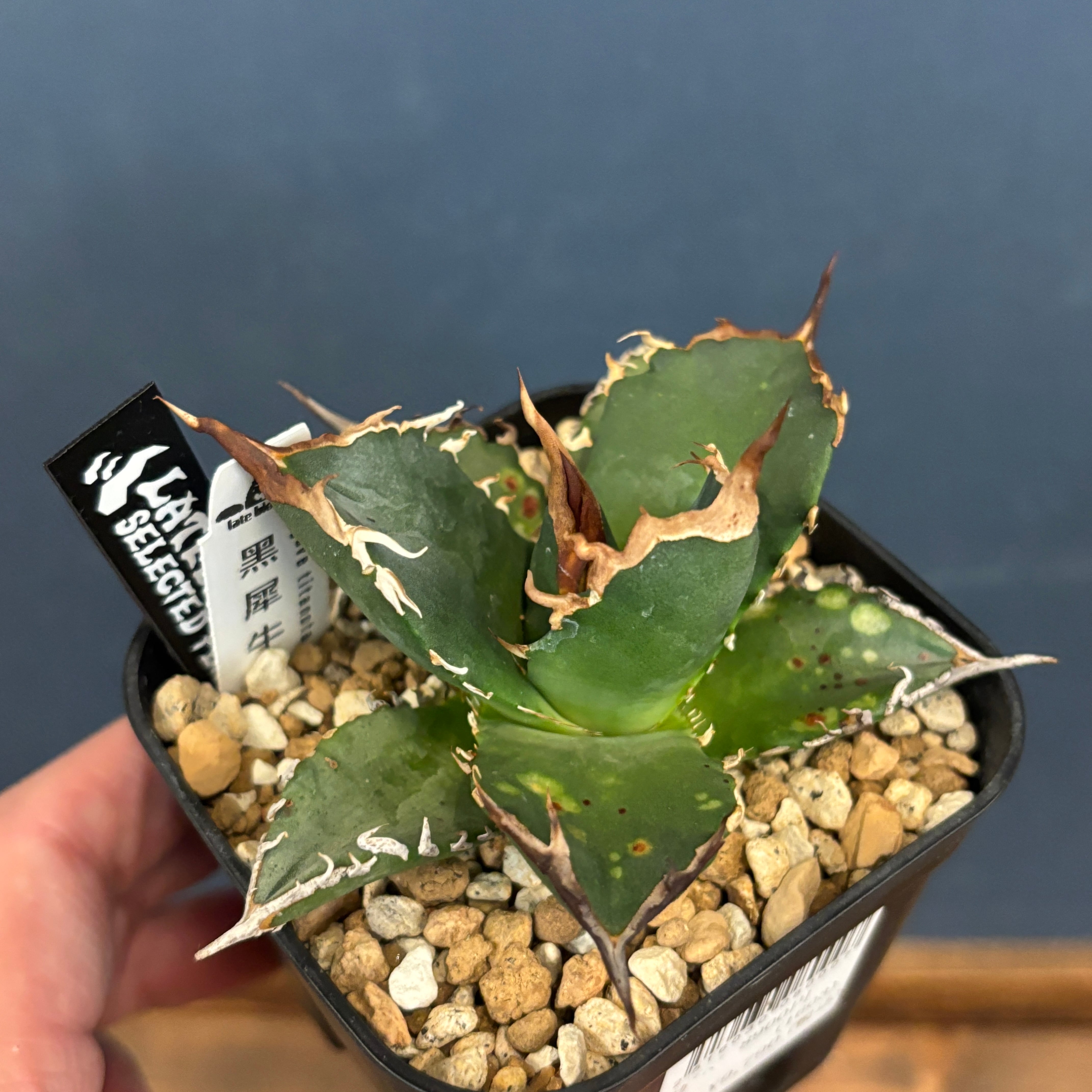 アガベ チタノタ 黒犀牛【125】 | PROTOLEAF プロトリーフ