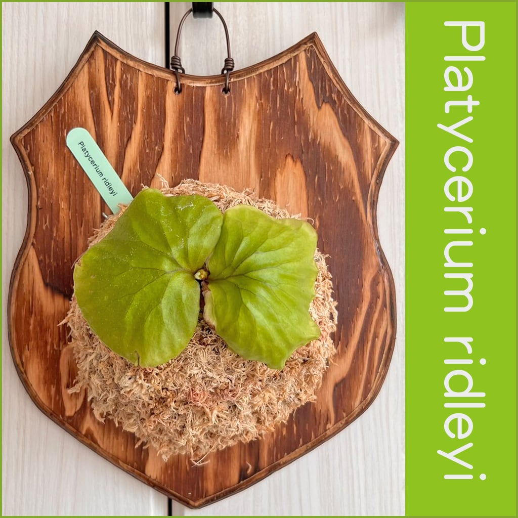 ビカクシダ リドレイ 板付 【観葉植物 室内 コウモリラン】 | bikakuya