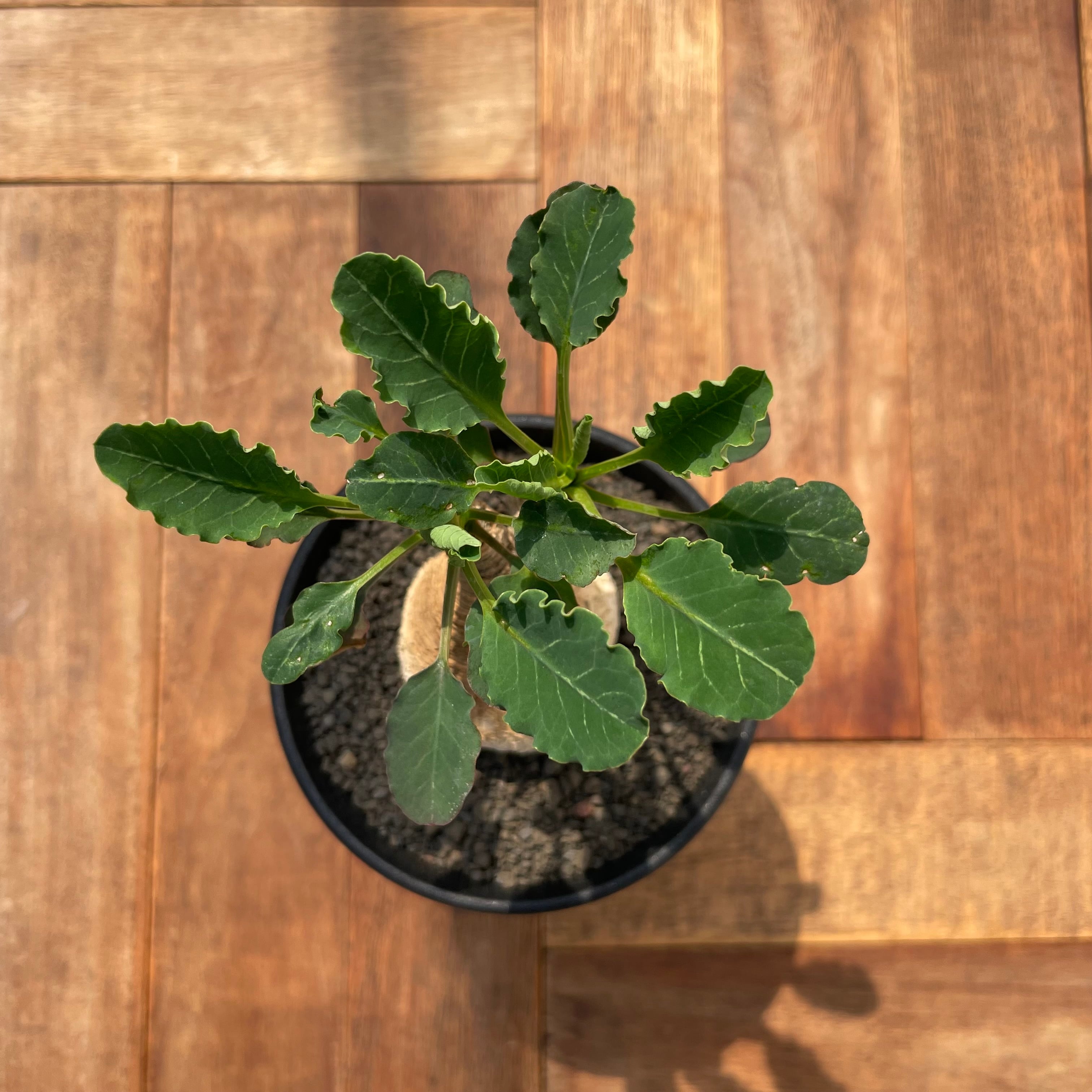 Euphorbia spannringii【ユーフォルビア・スパンリンギー(フィッシュ