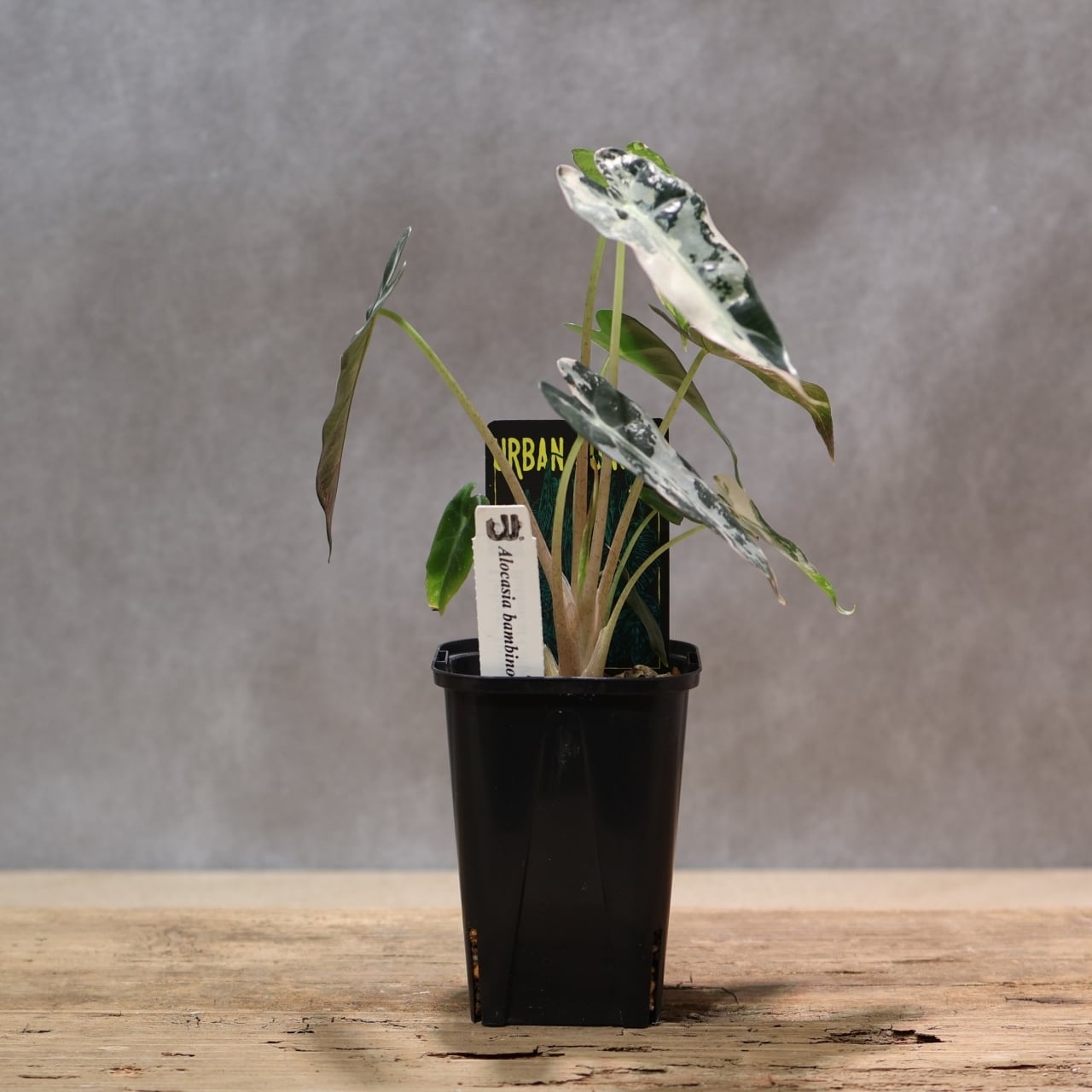 326 極彩の世界『アロカシア Alocasia bambino pink variegata』観葉