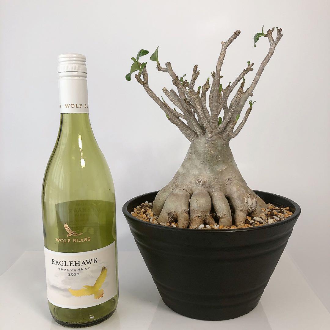 アデニウム☆タイソコトラナム☆タコ足☆コーデックスプランツ☆塊根